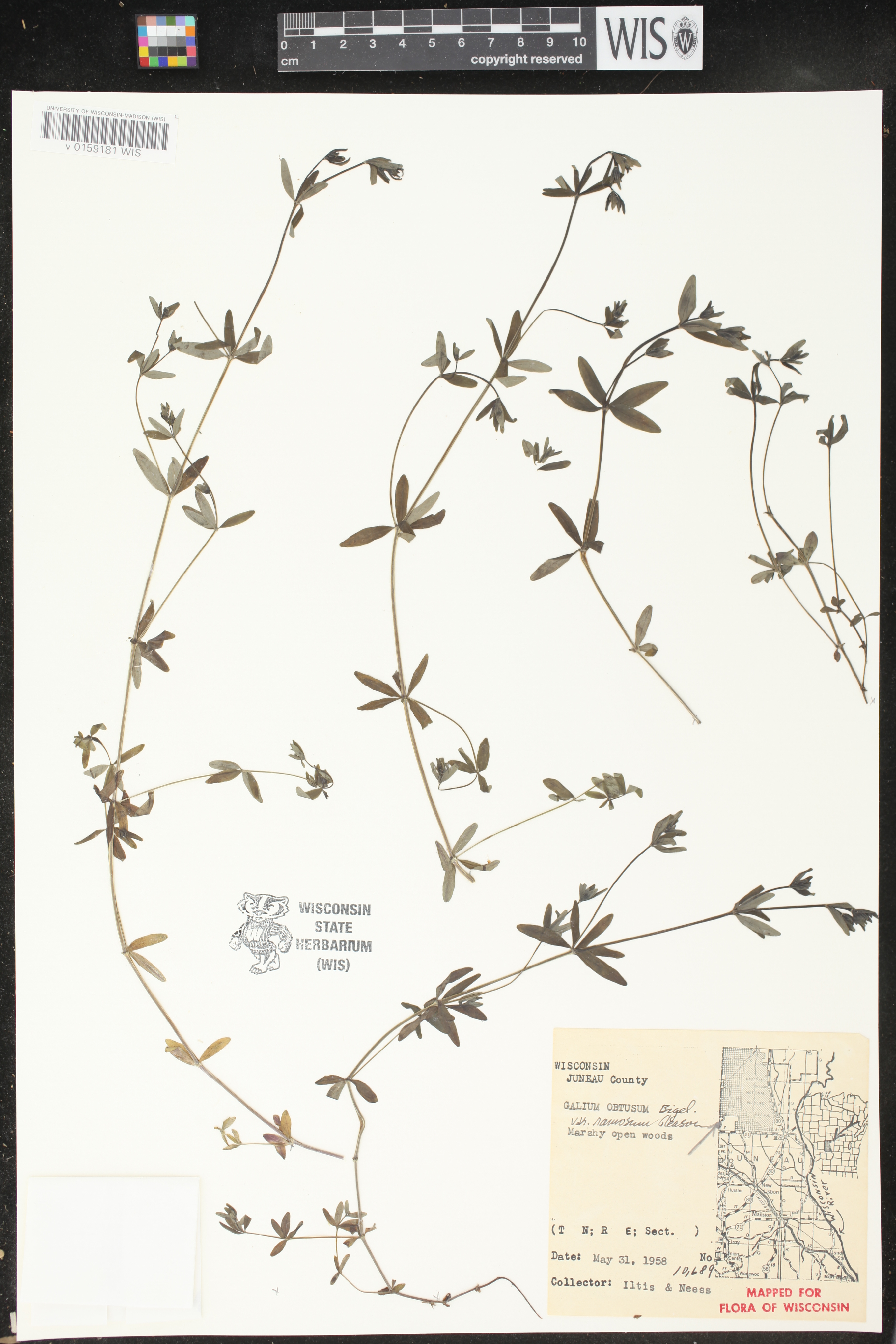 Galium obtusum subsp. obtusum image