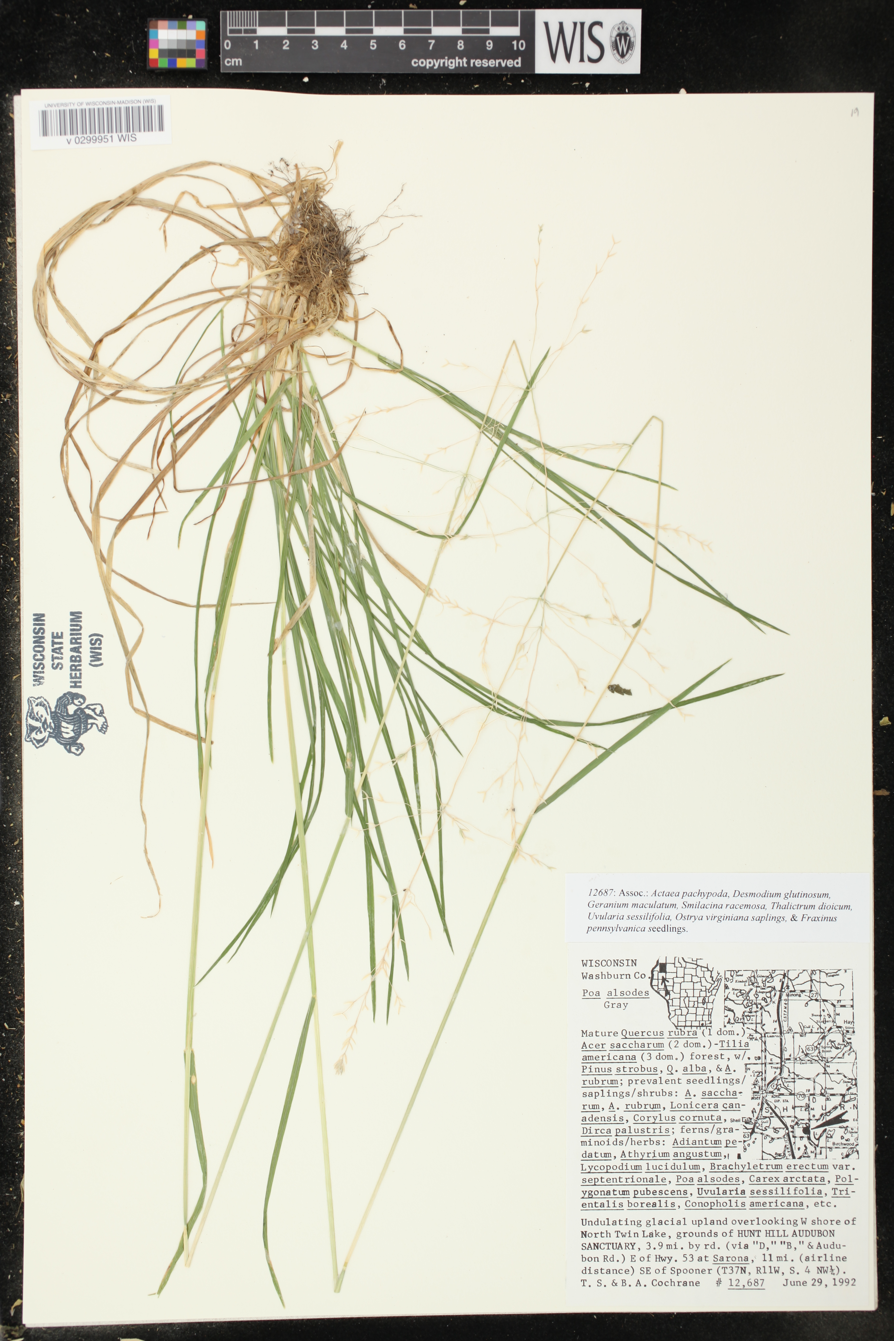 Poa alsodes image