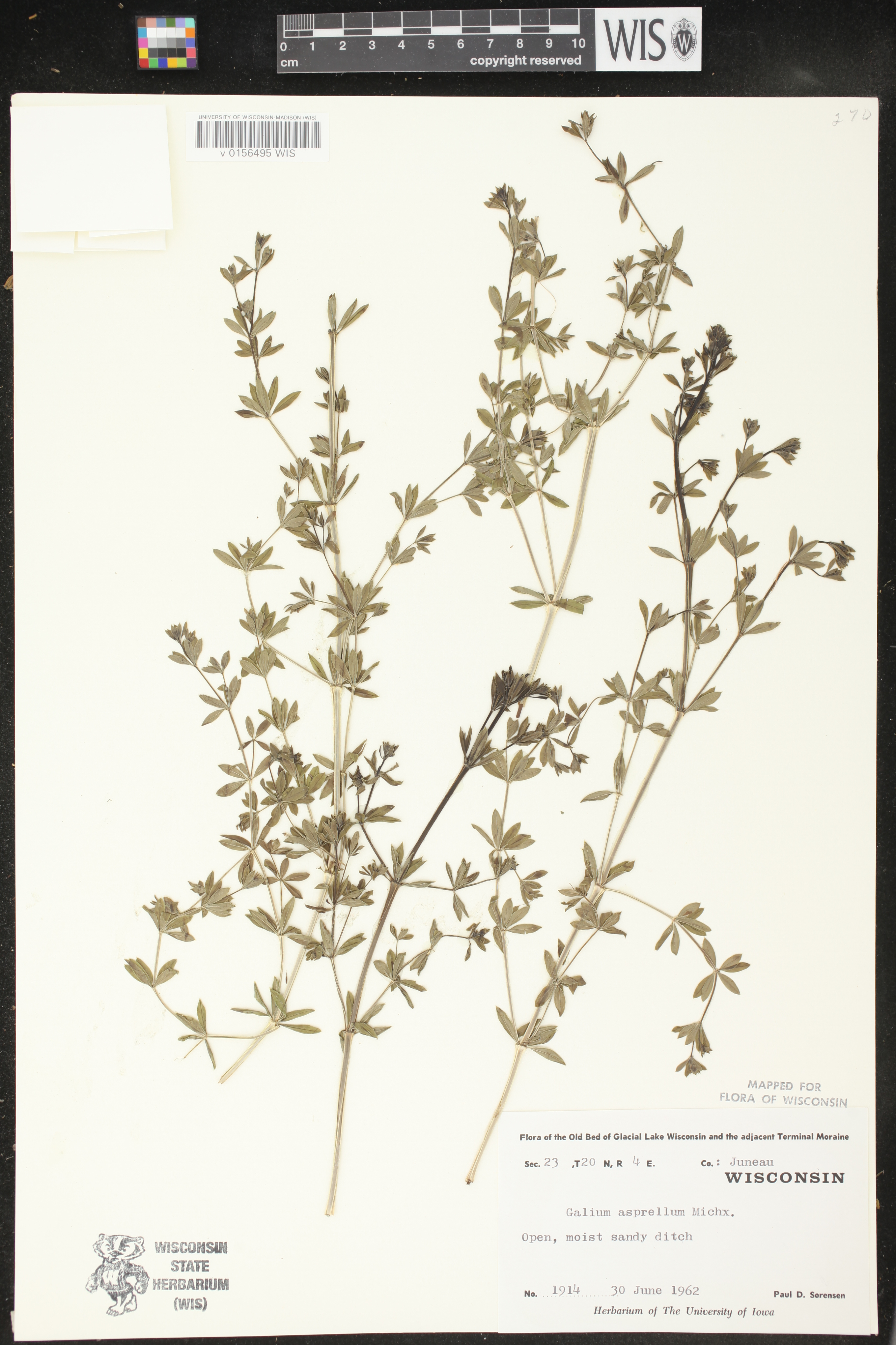 Galium asprellum image