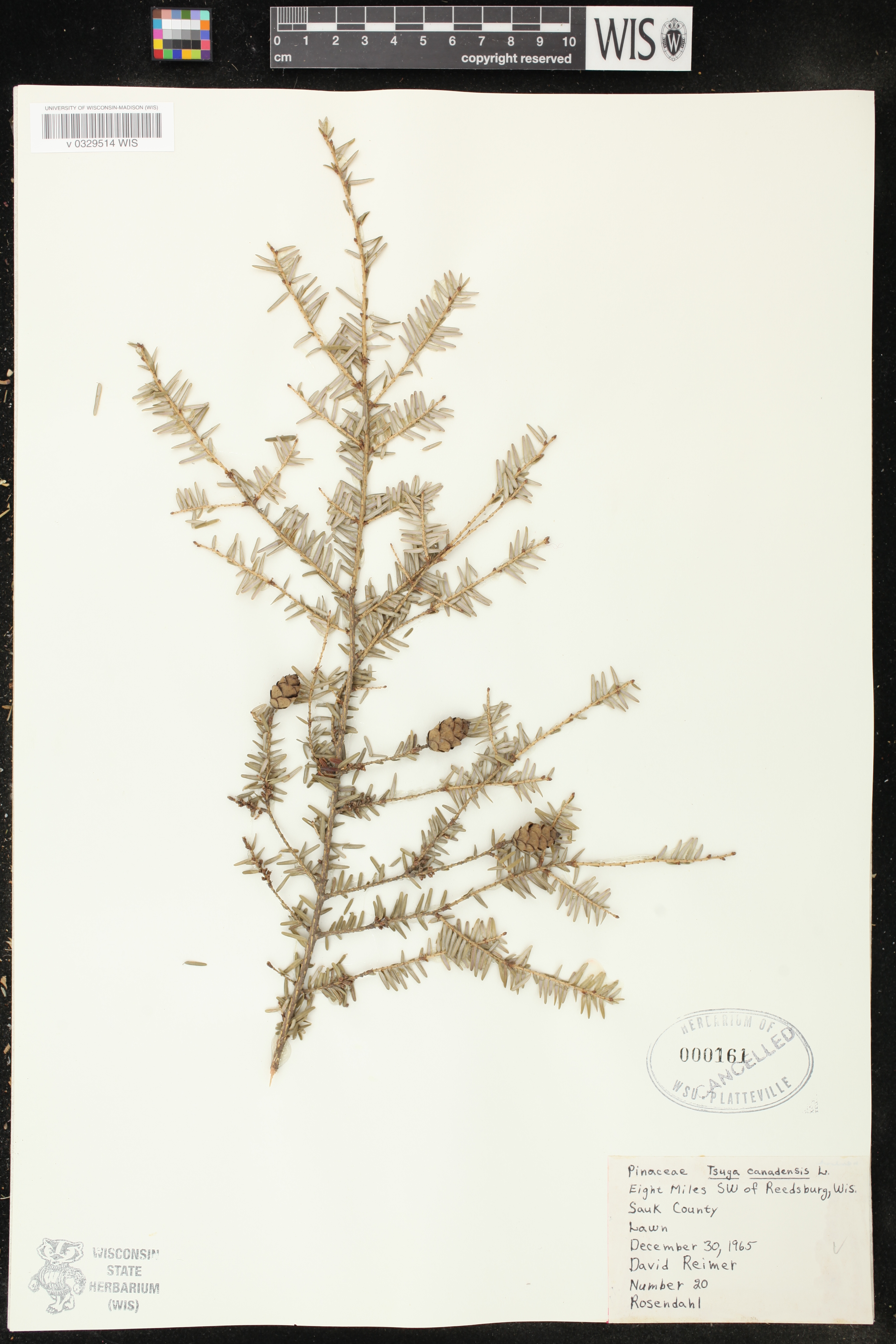Tsuga canadensis image