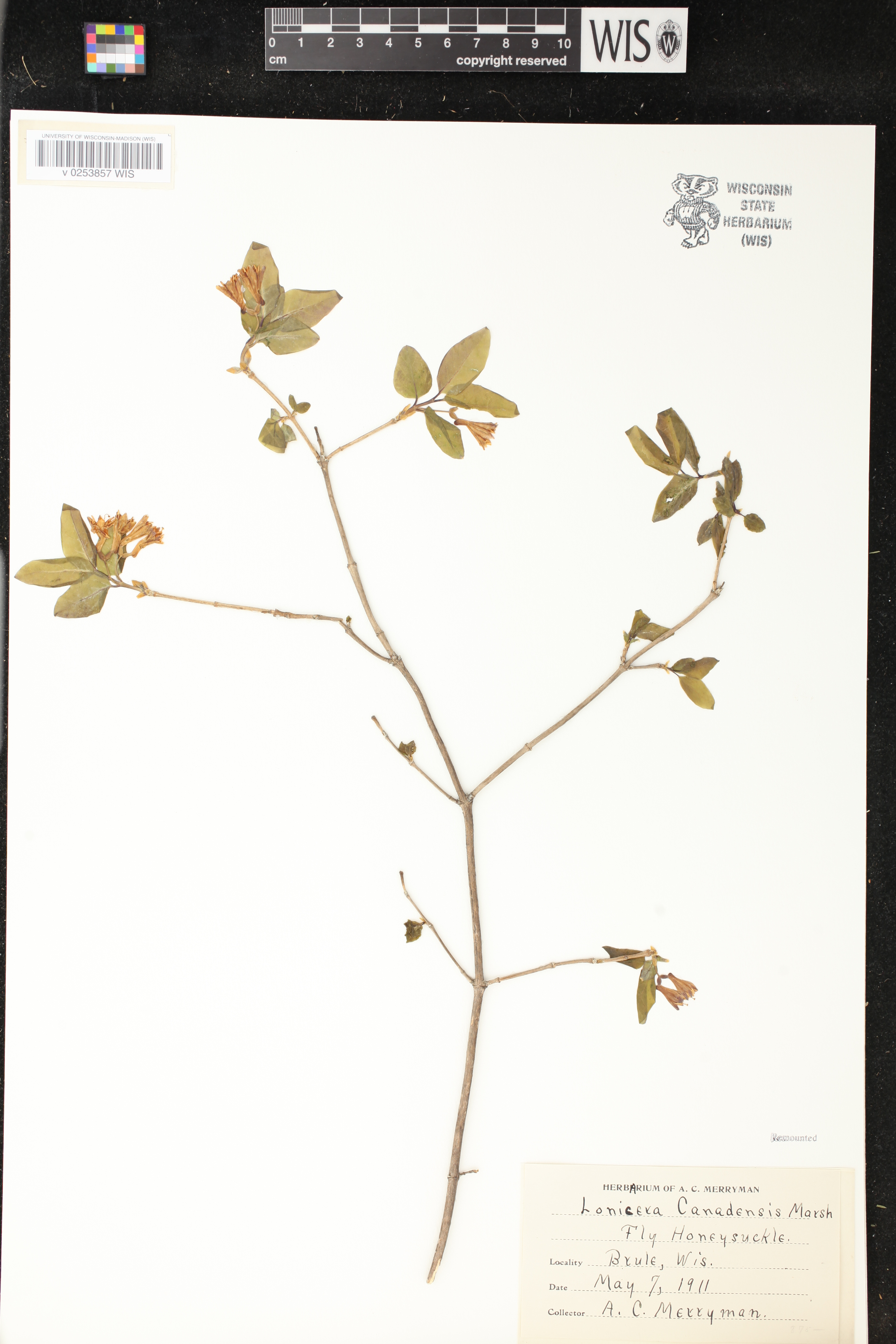 Lonicera canadensis image