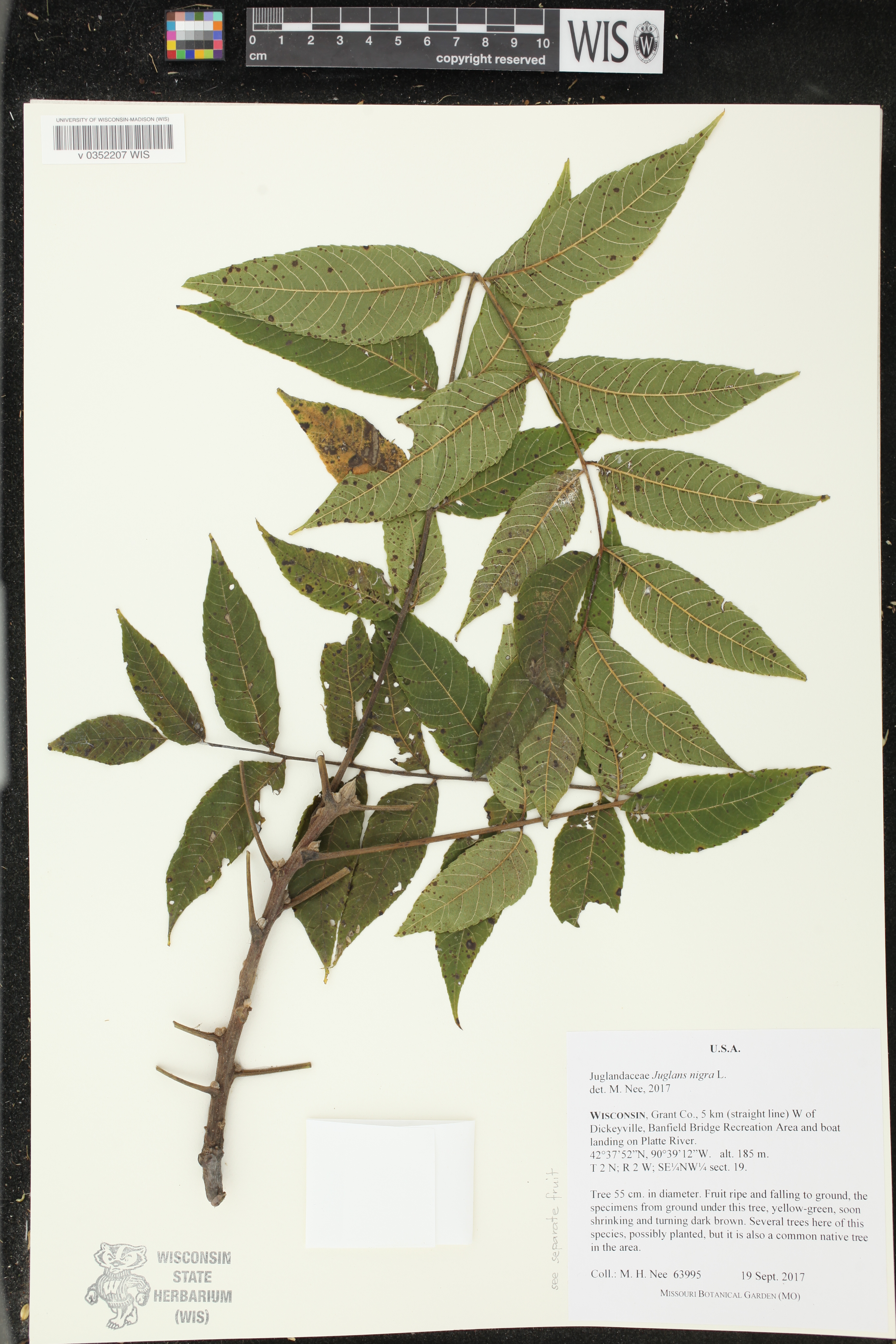 Juglans nigra image