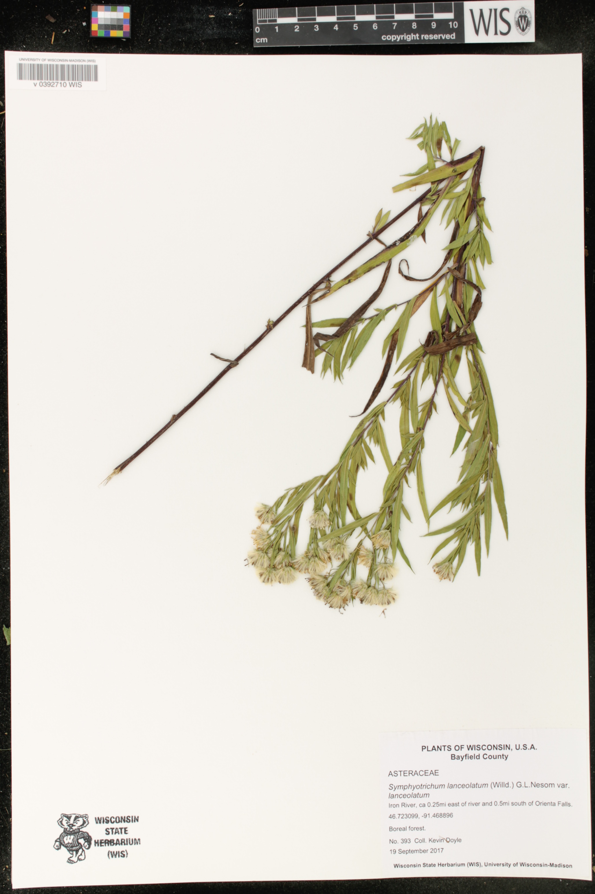 Symphyotrichum lanceolatum var. lanceolatum image