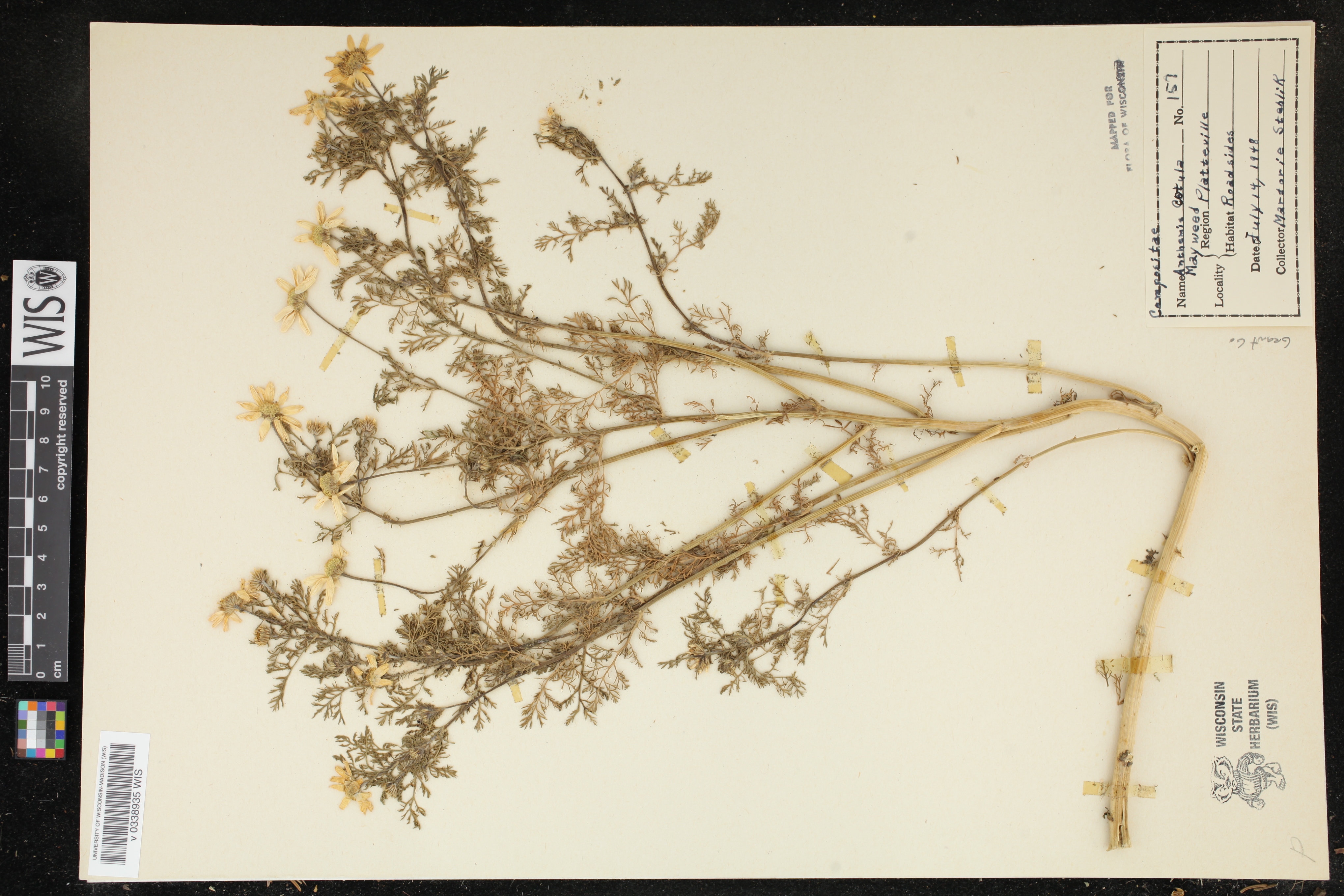 Anthemis cotula image