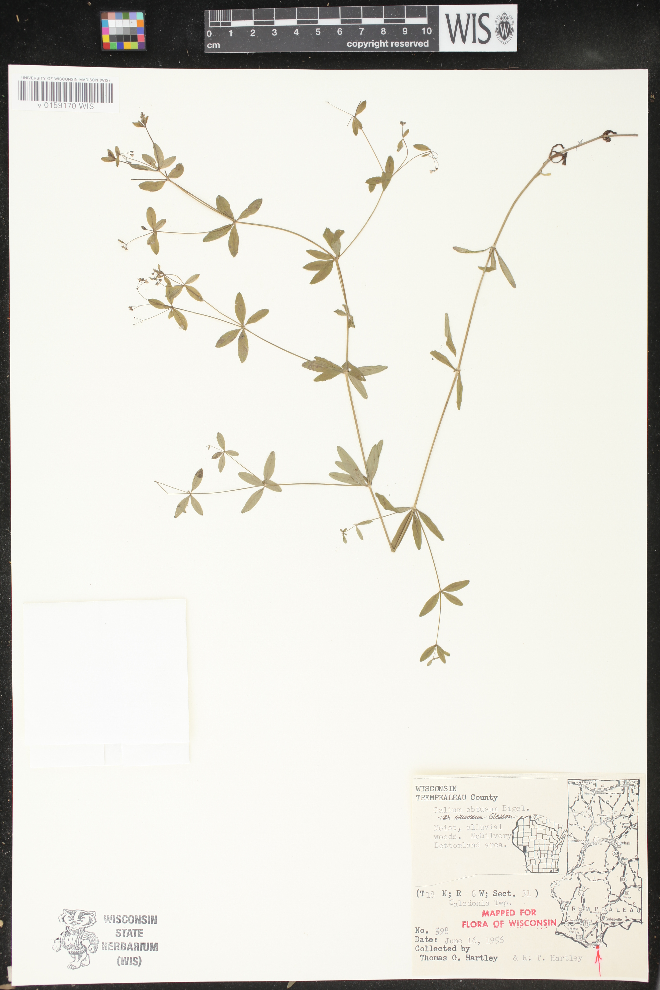Galium obtusum subsp. obtusum image