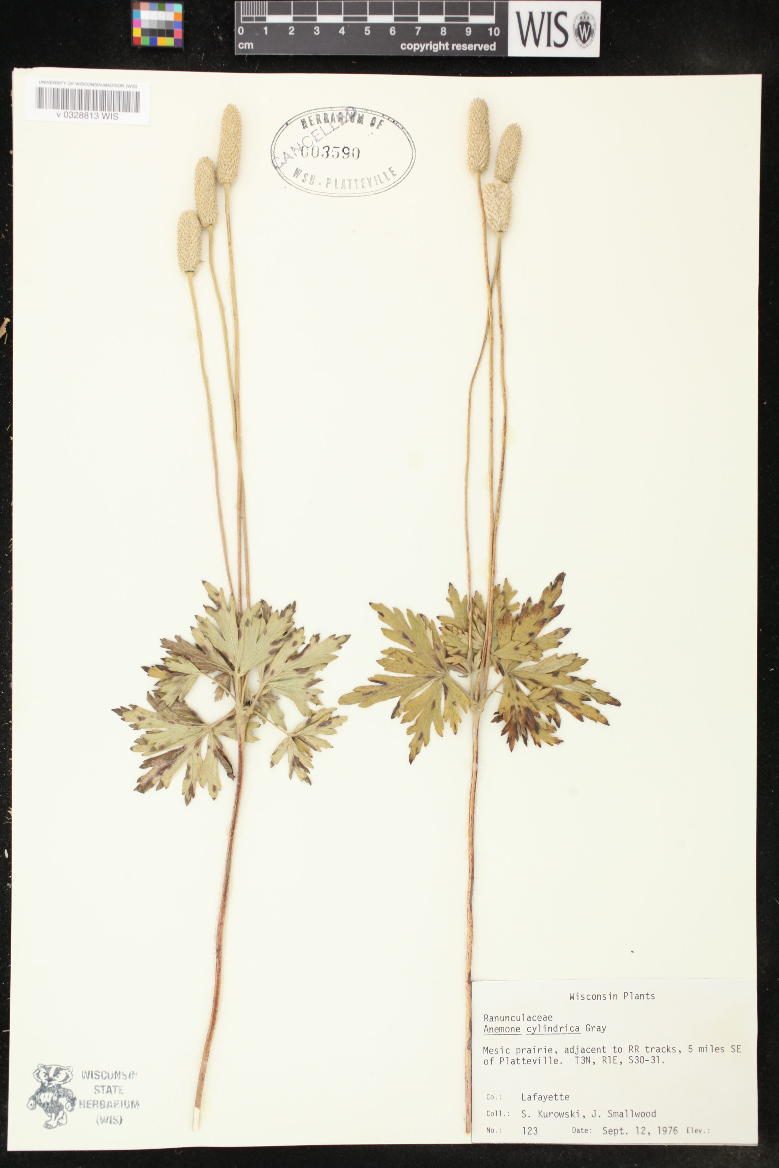 Anemone cylindrica image