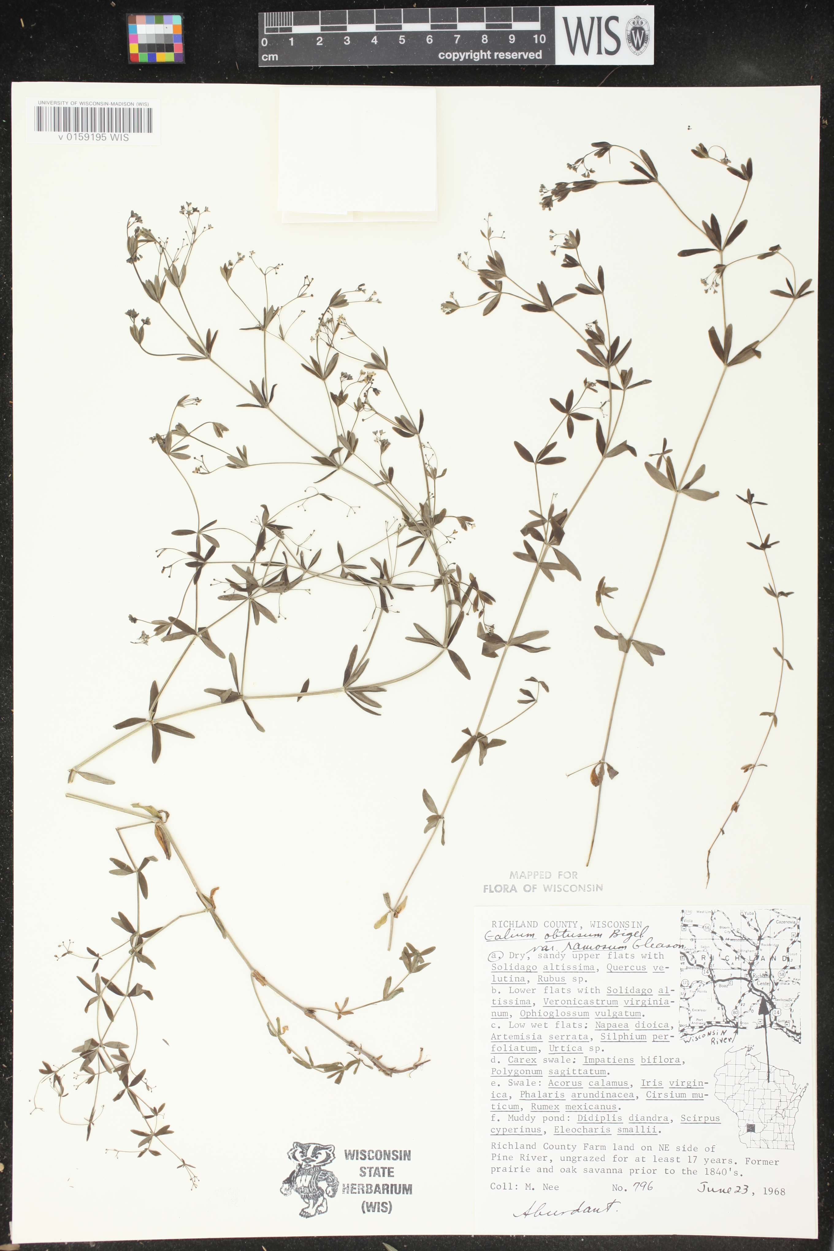 Galium obtusum subsp. obtusum image