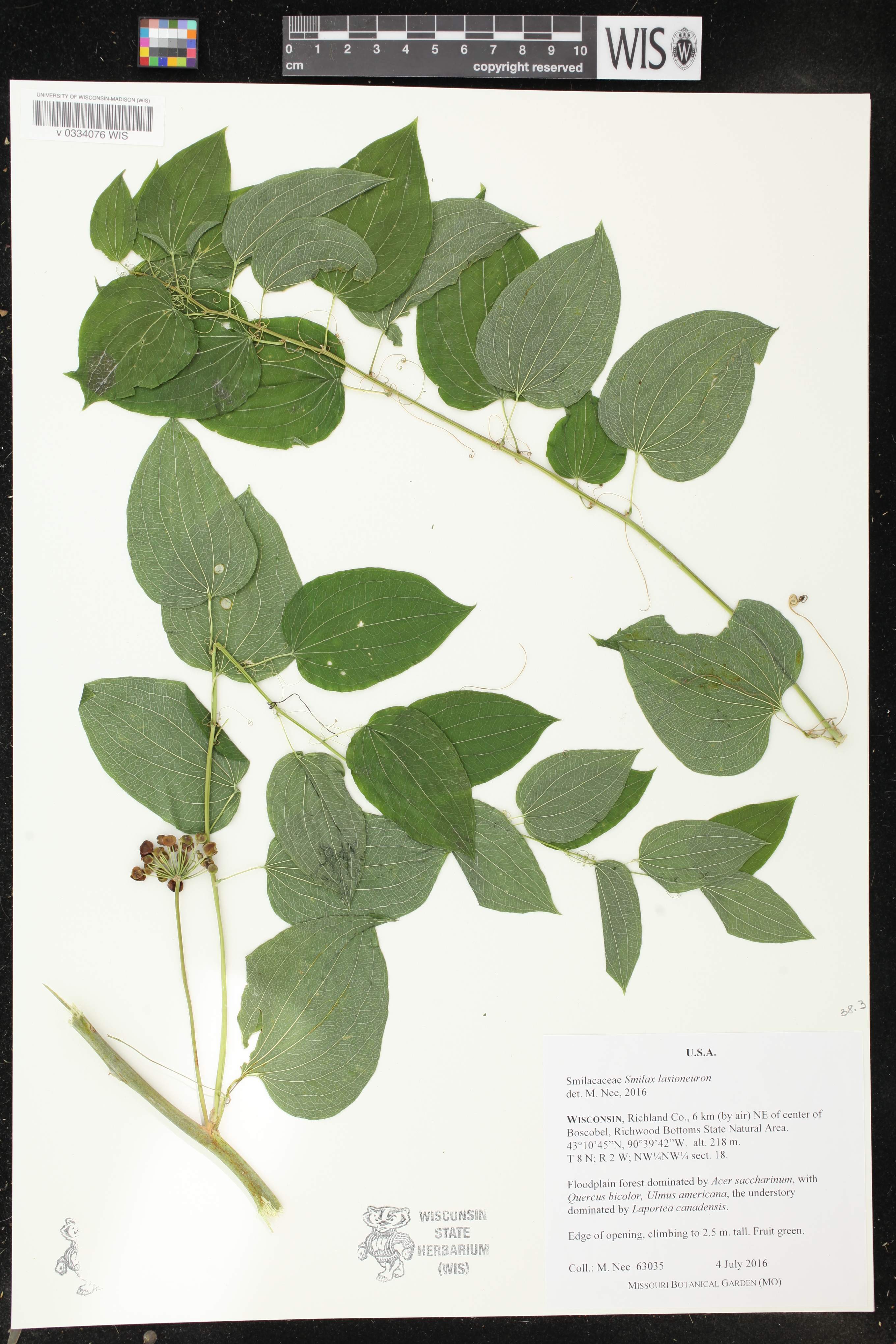 Smilax lasioneura image