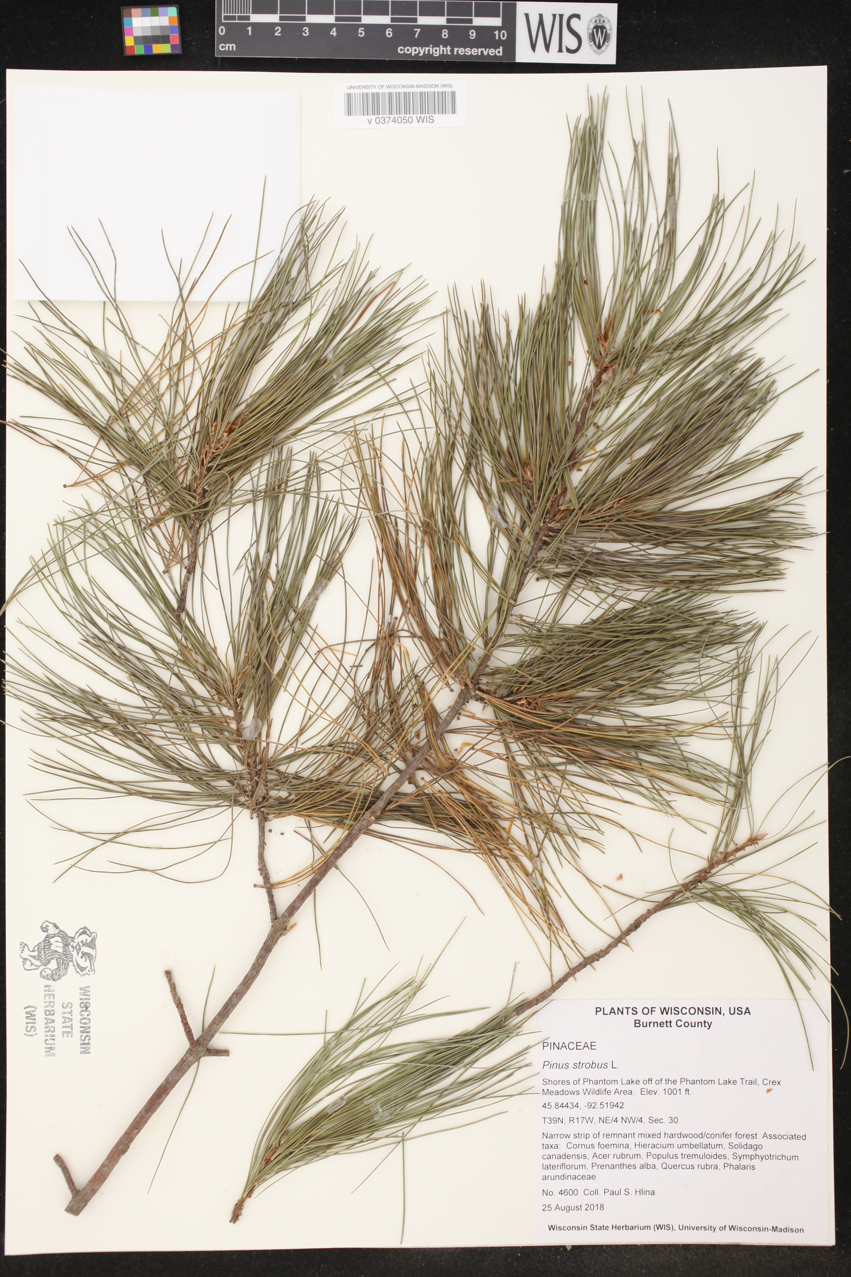 Pinus strobus image