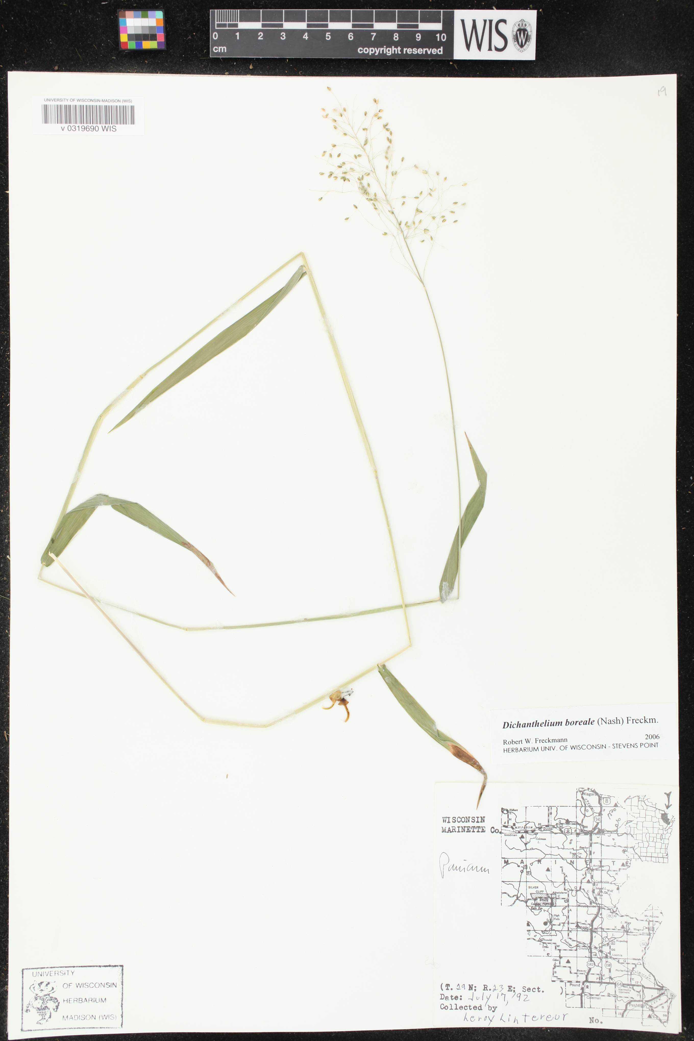 Dichanthelium boreale image