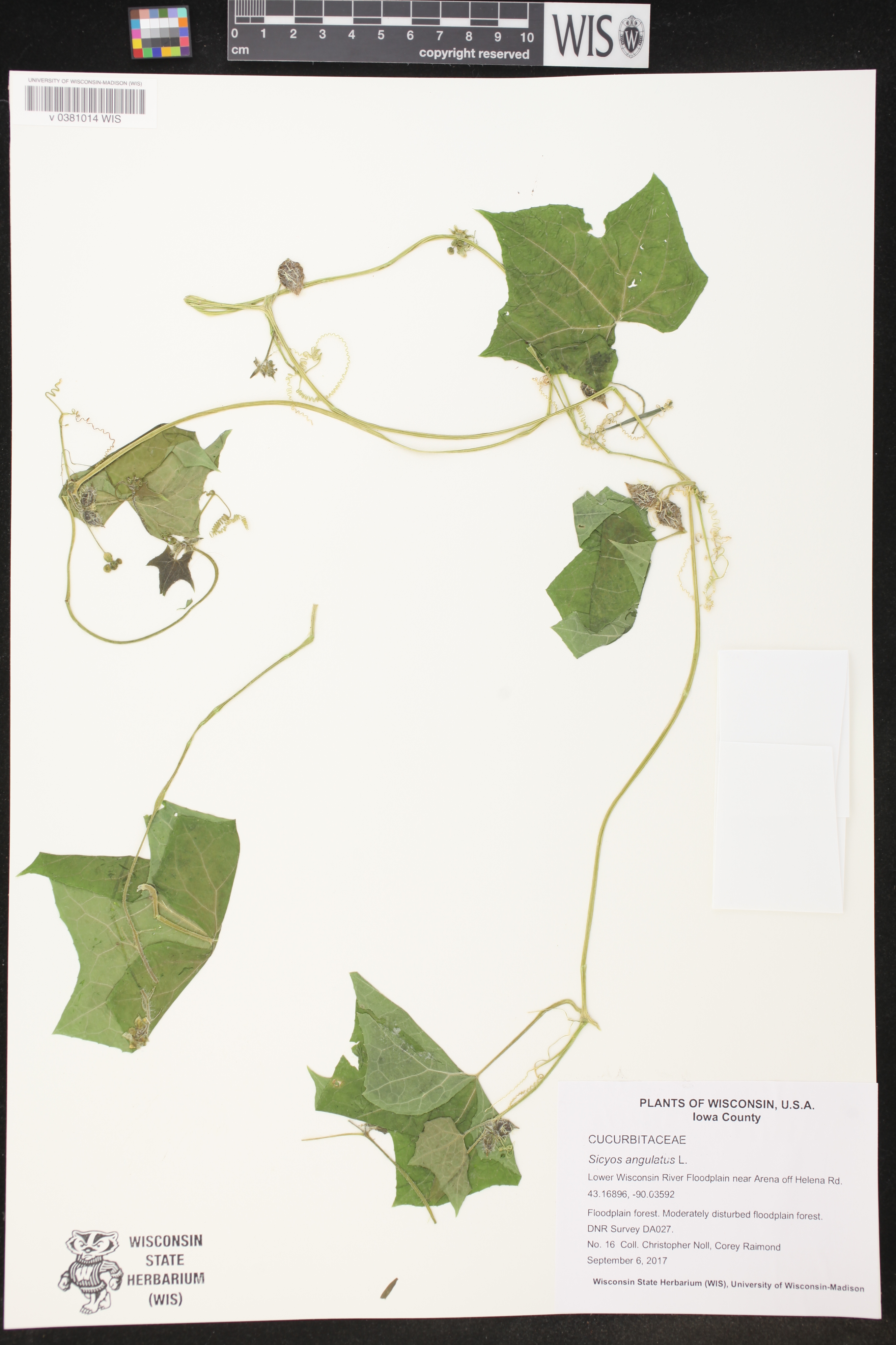 Sicyos angulatus image