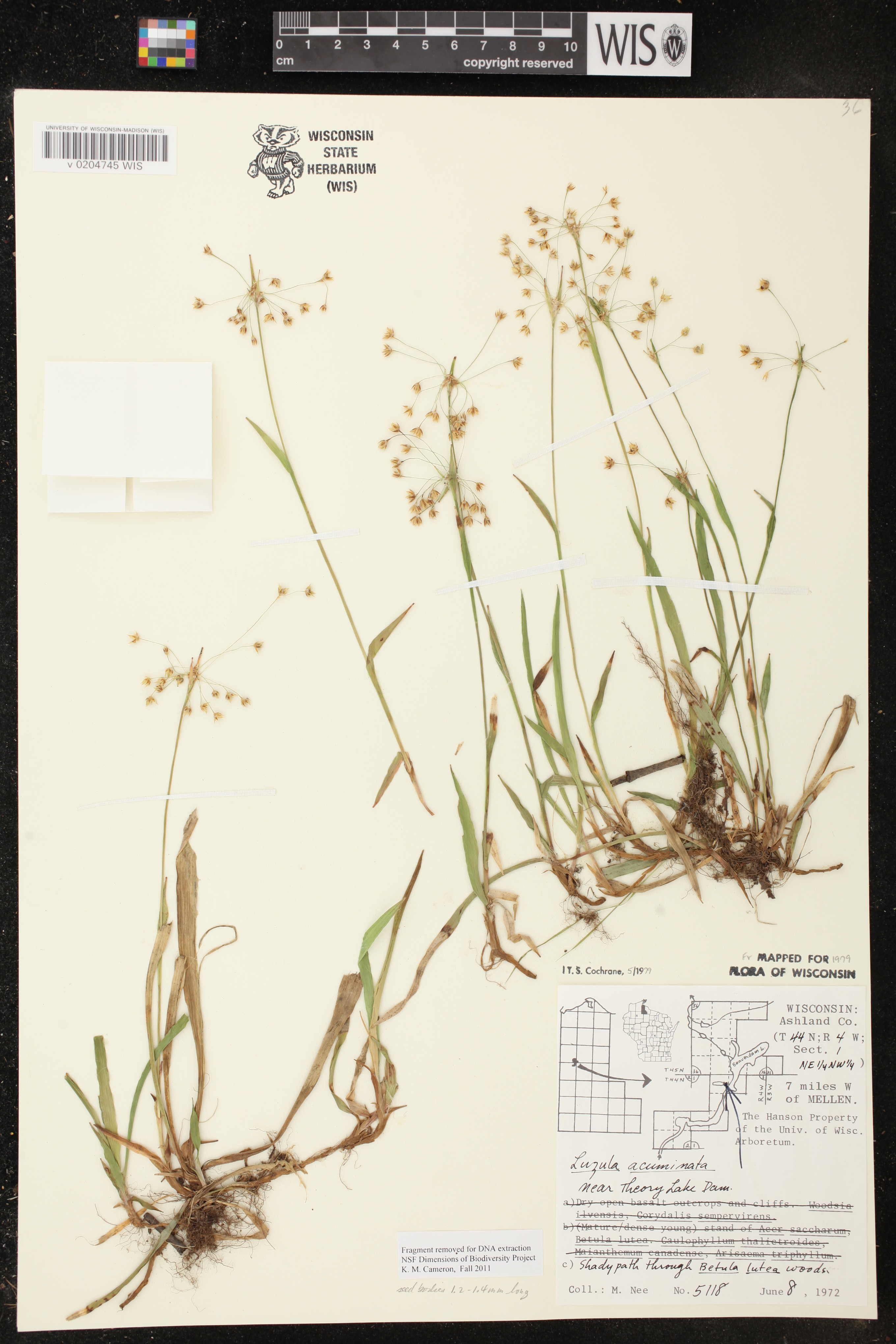 Luzula acuminata image
