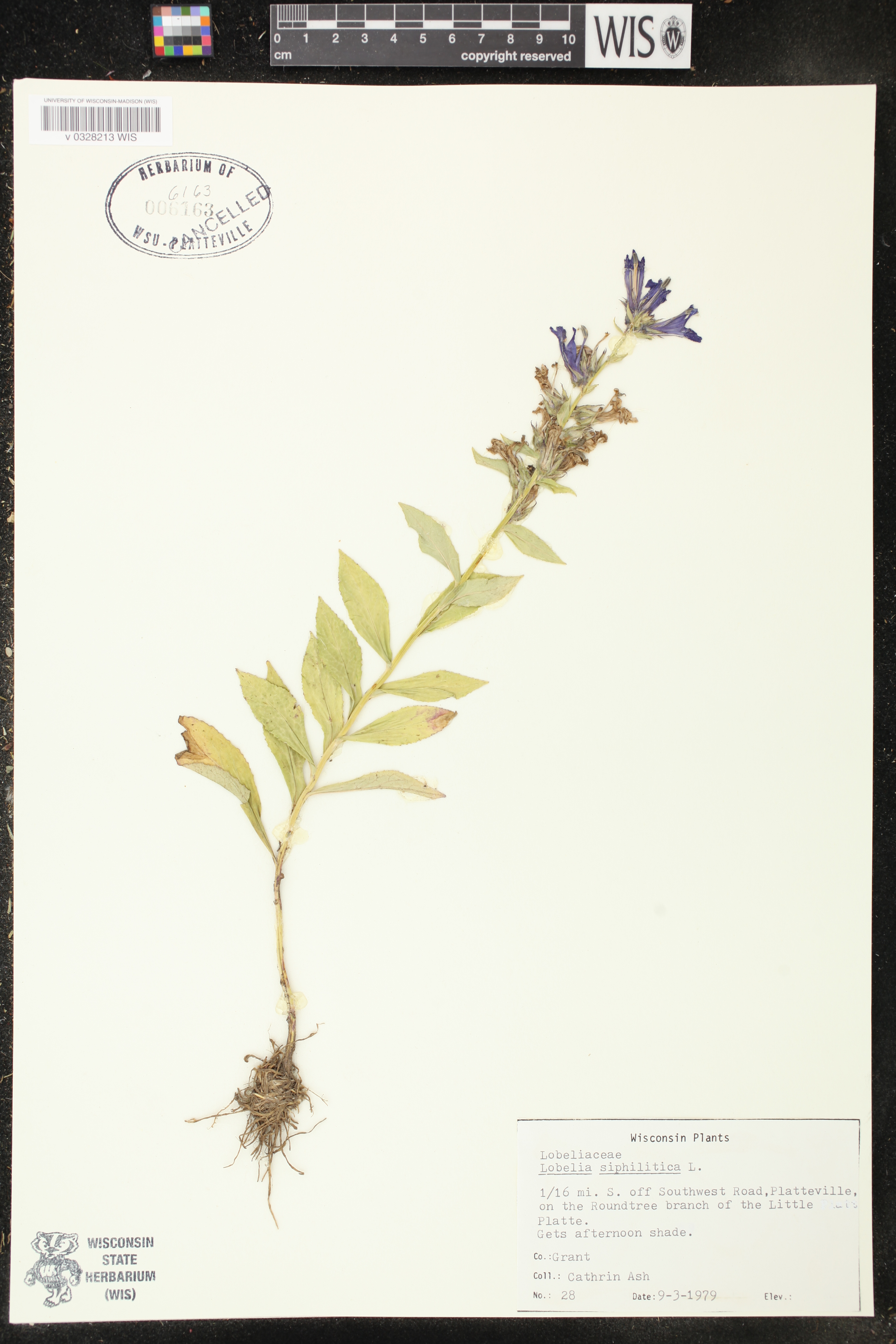 Lobelia siphilitica image