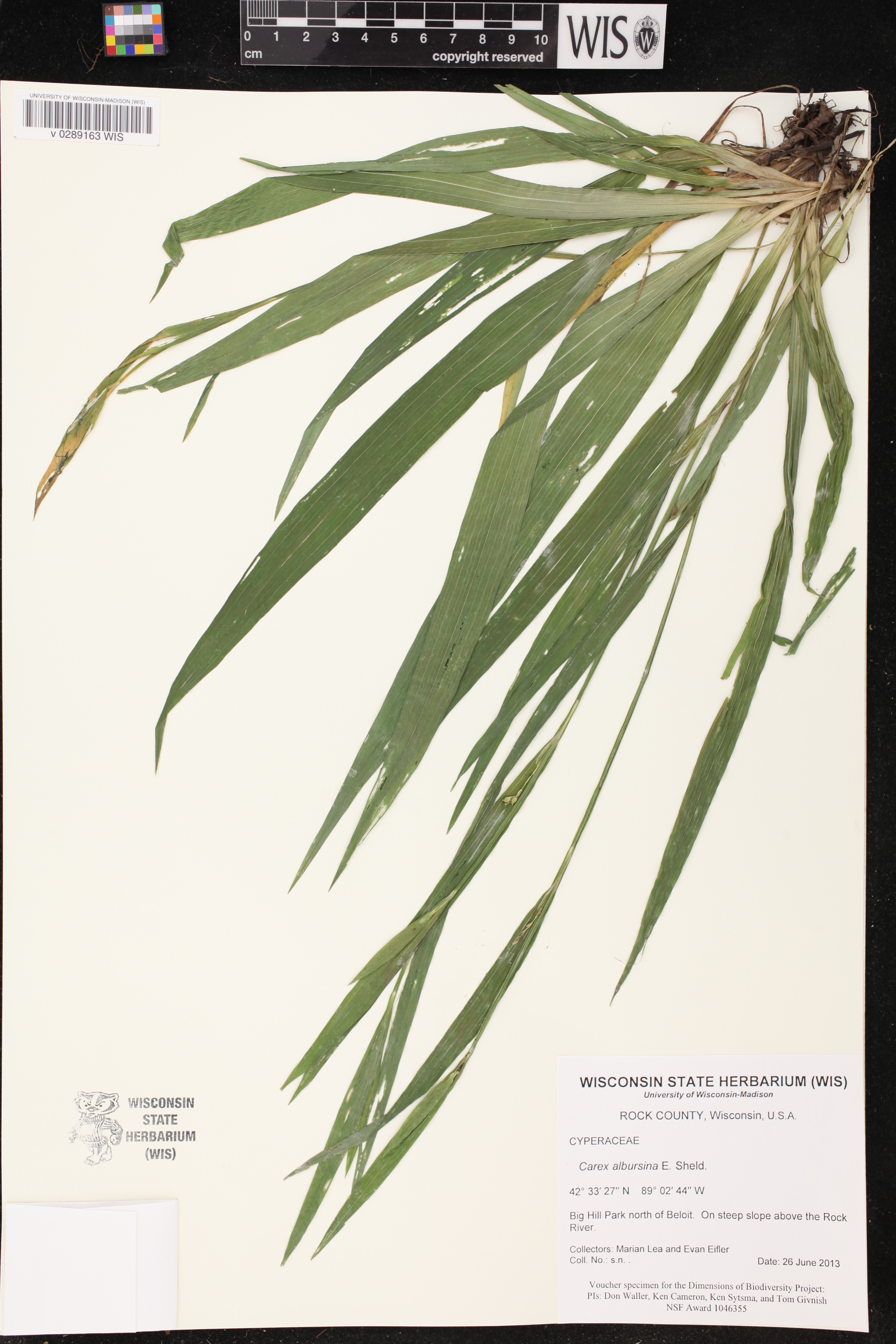 Carex albursina image