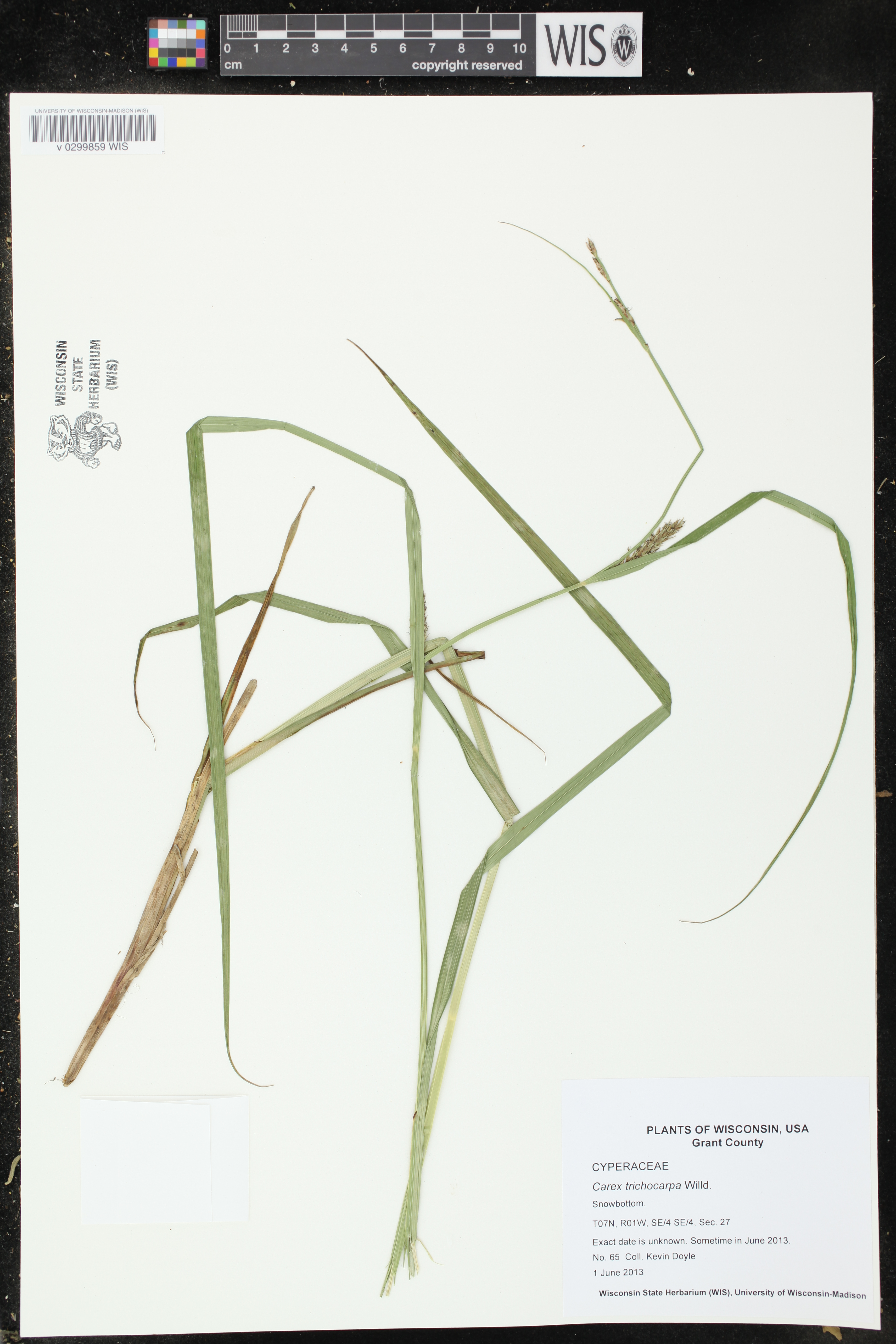 Carex trichocarpa image