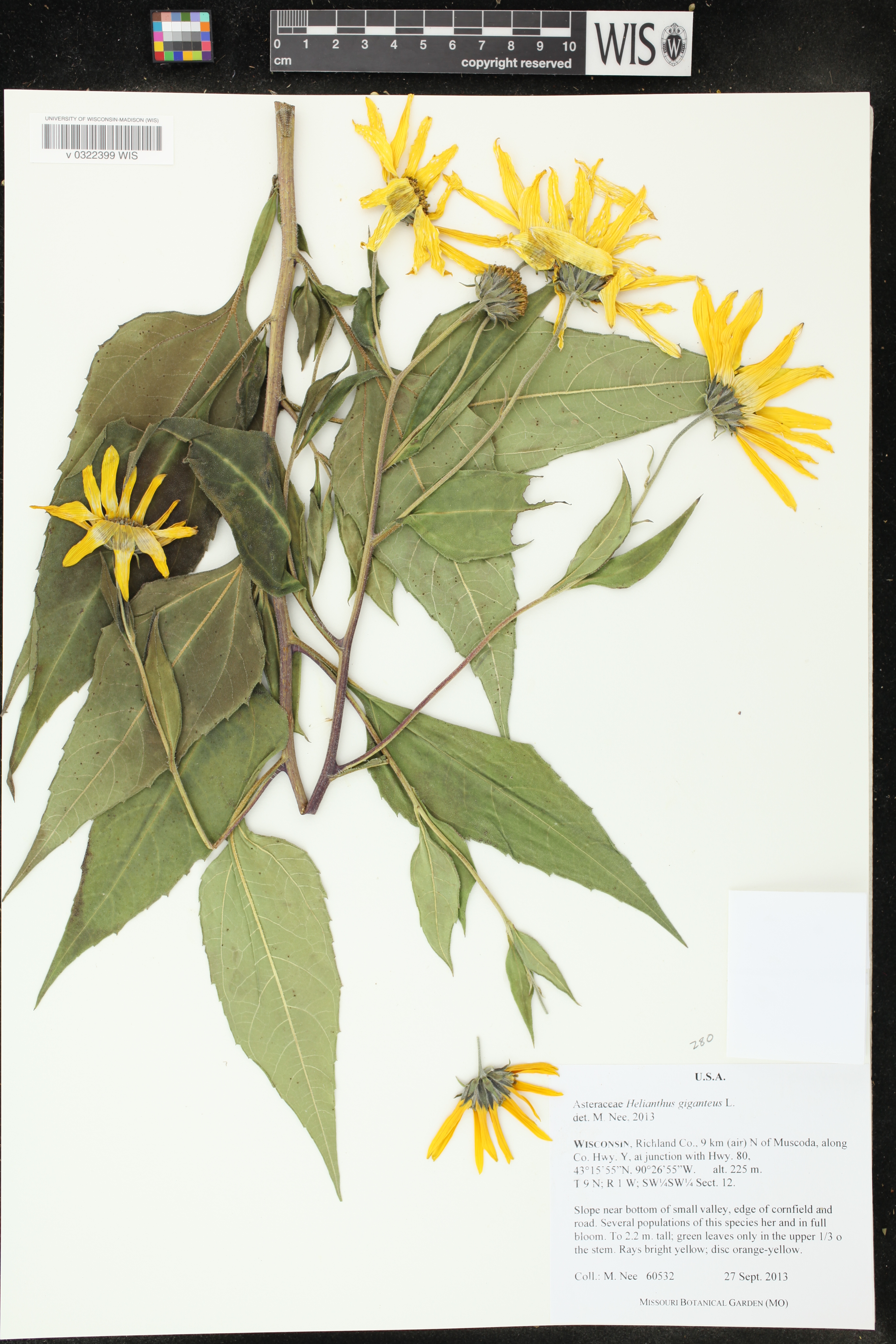 Helianthus giganteus image