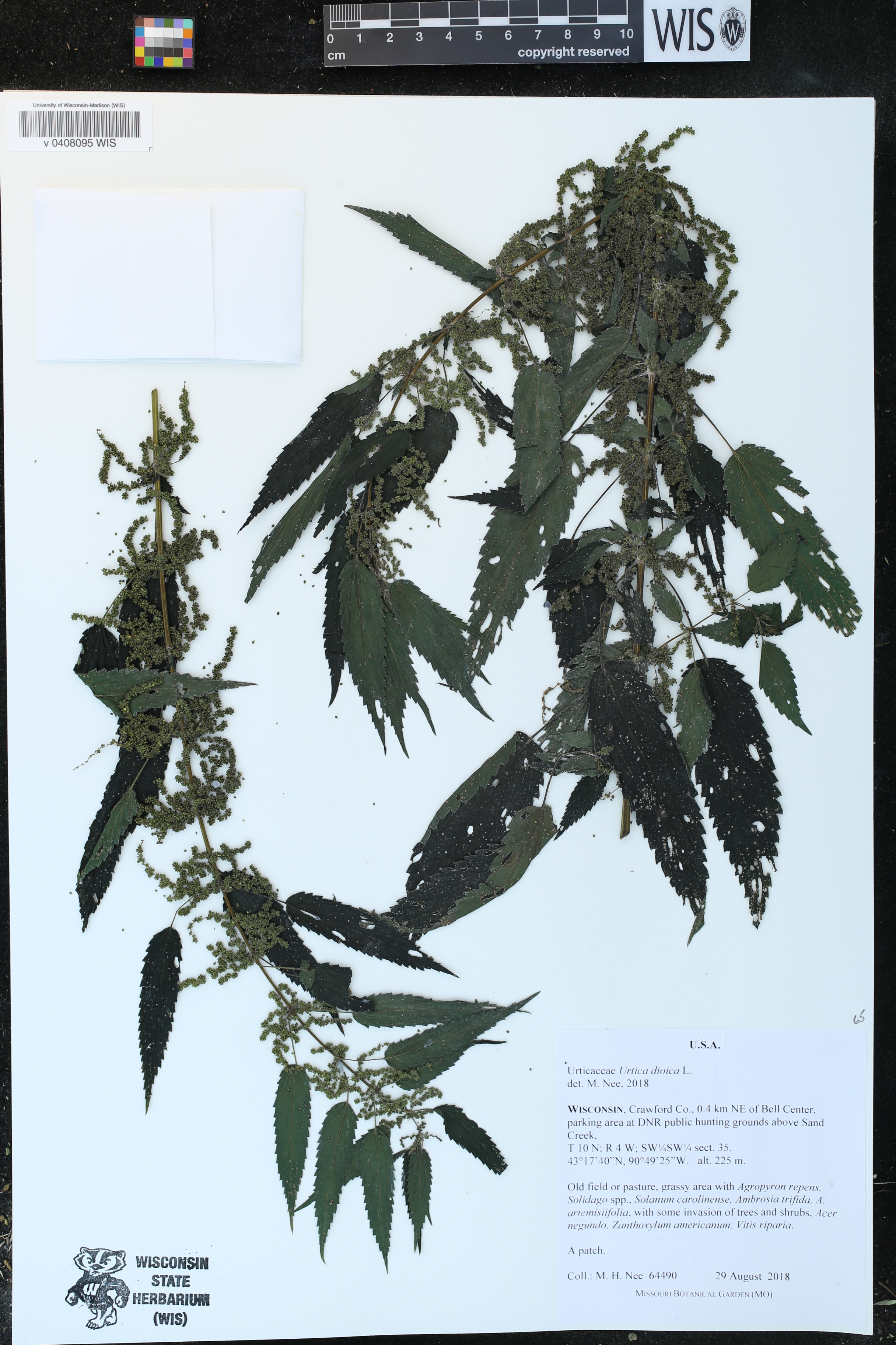 Urtica dioica image