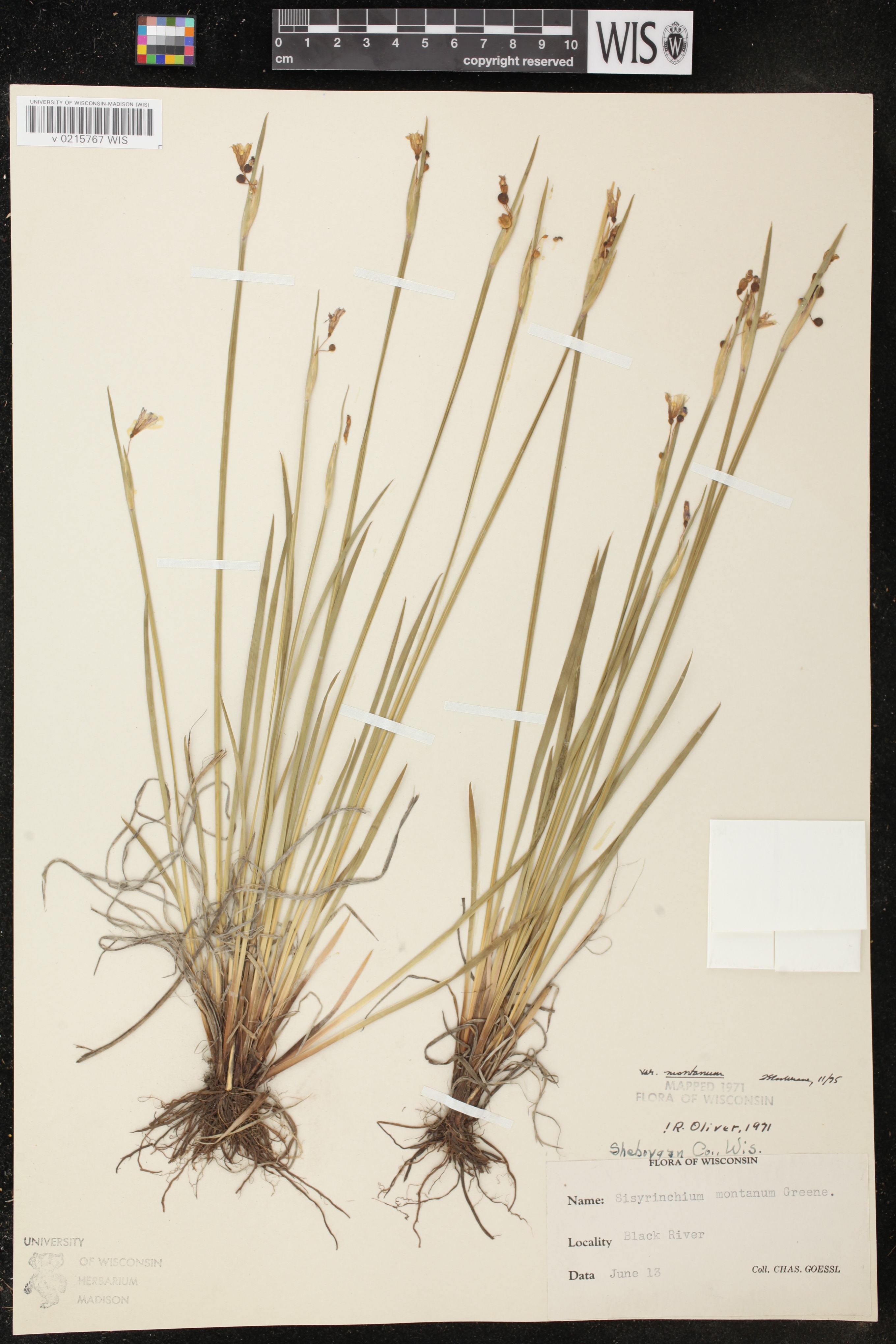 Sisyrinchium montanum image