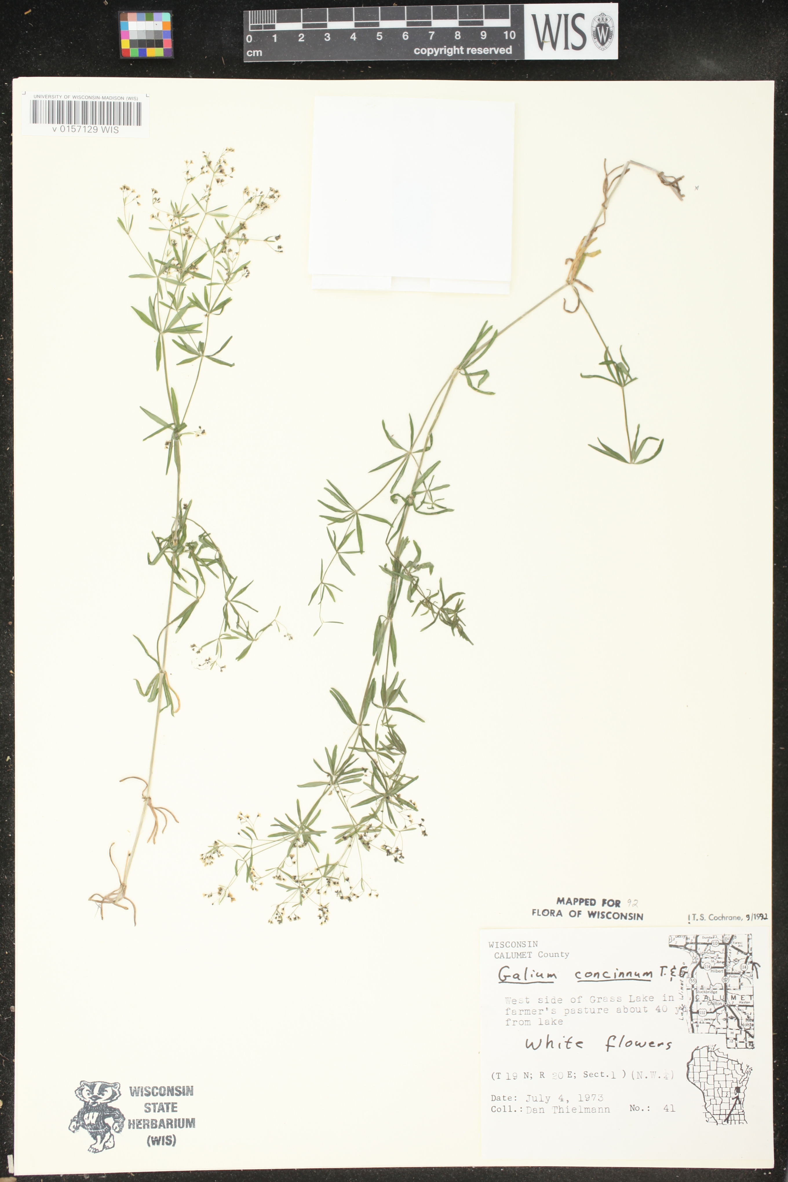 Galium concinnum image