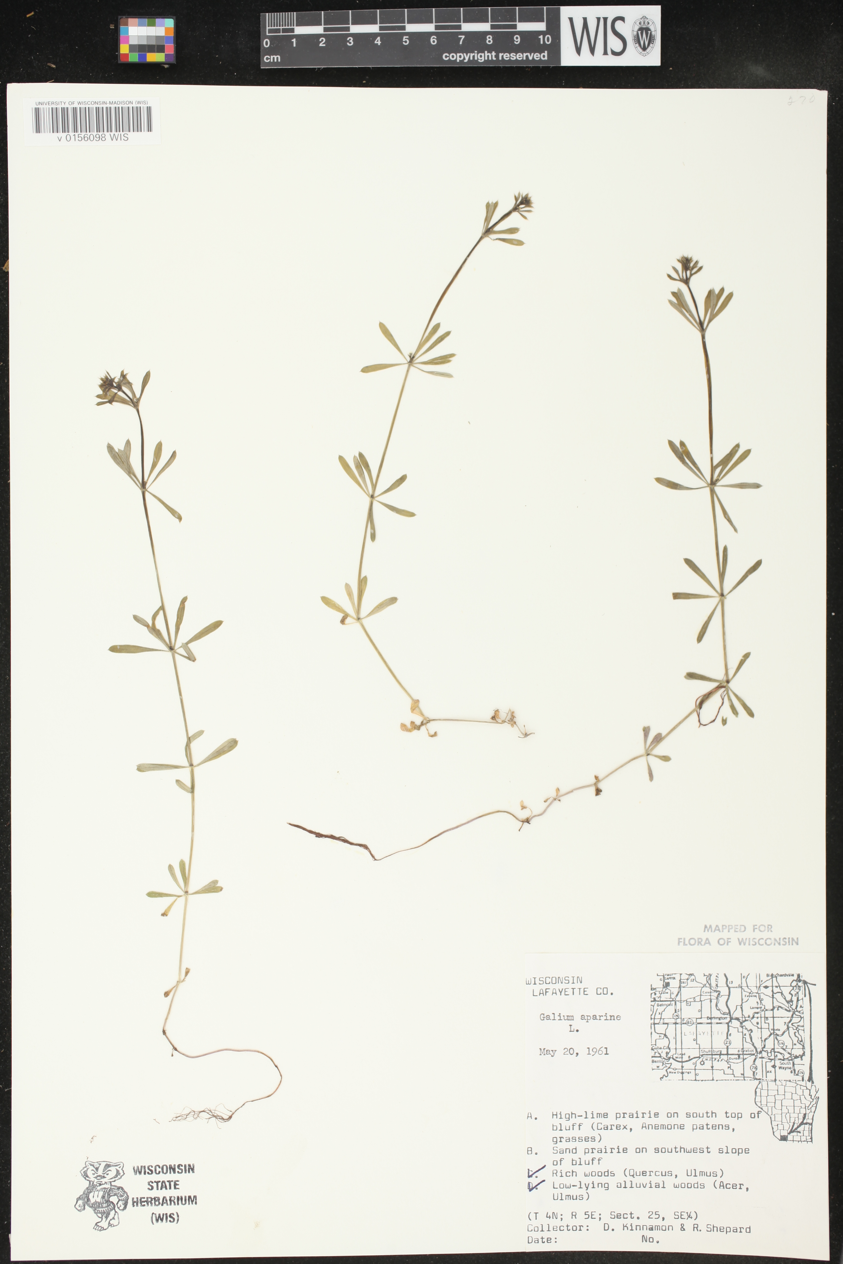 Galium aparine image