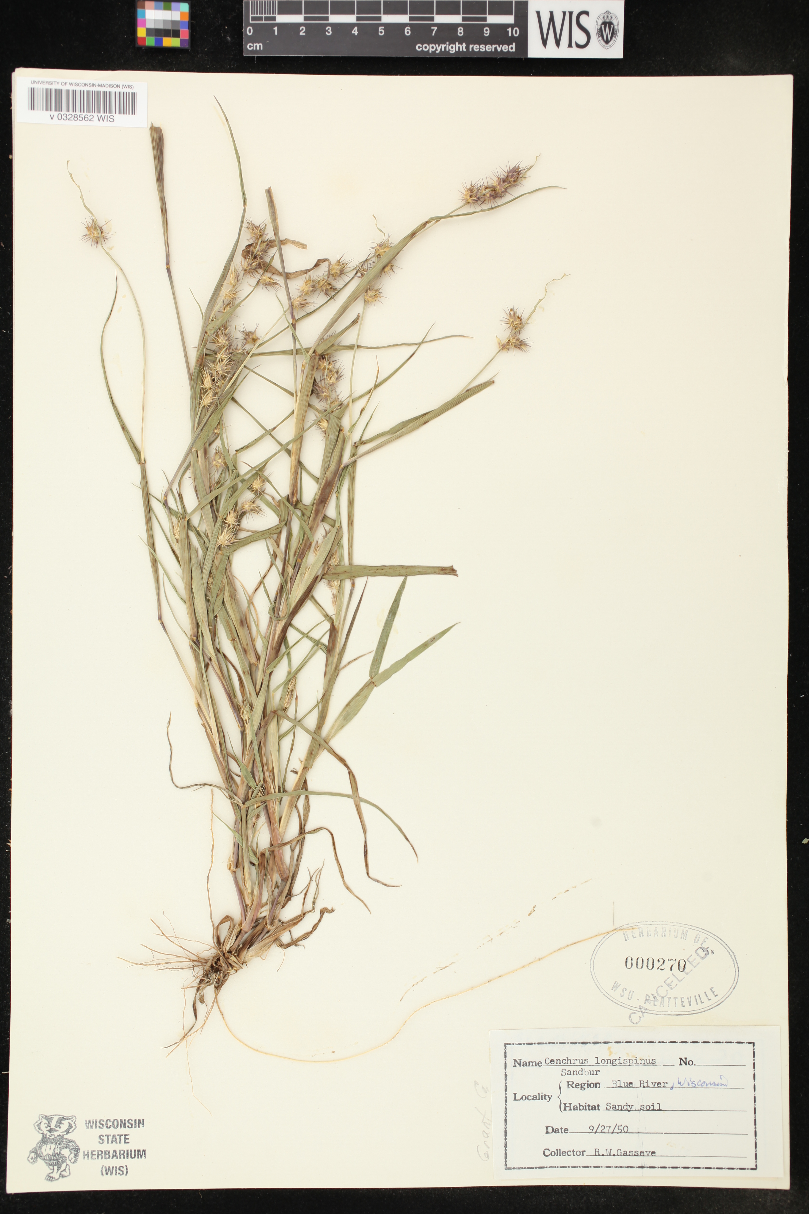 Cenchrus longispinus image