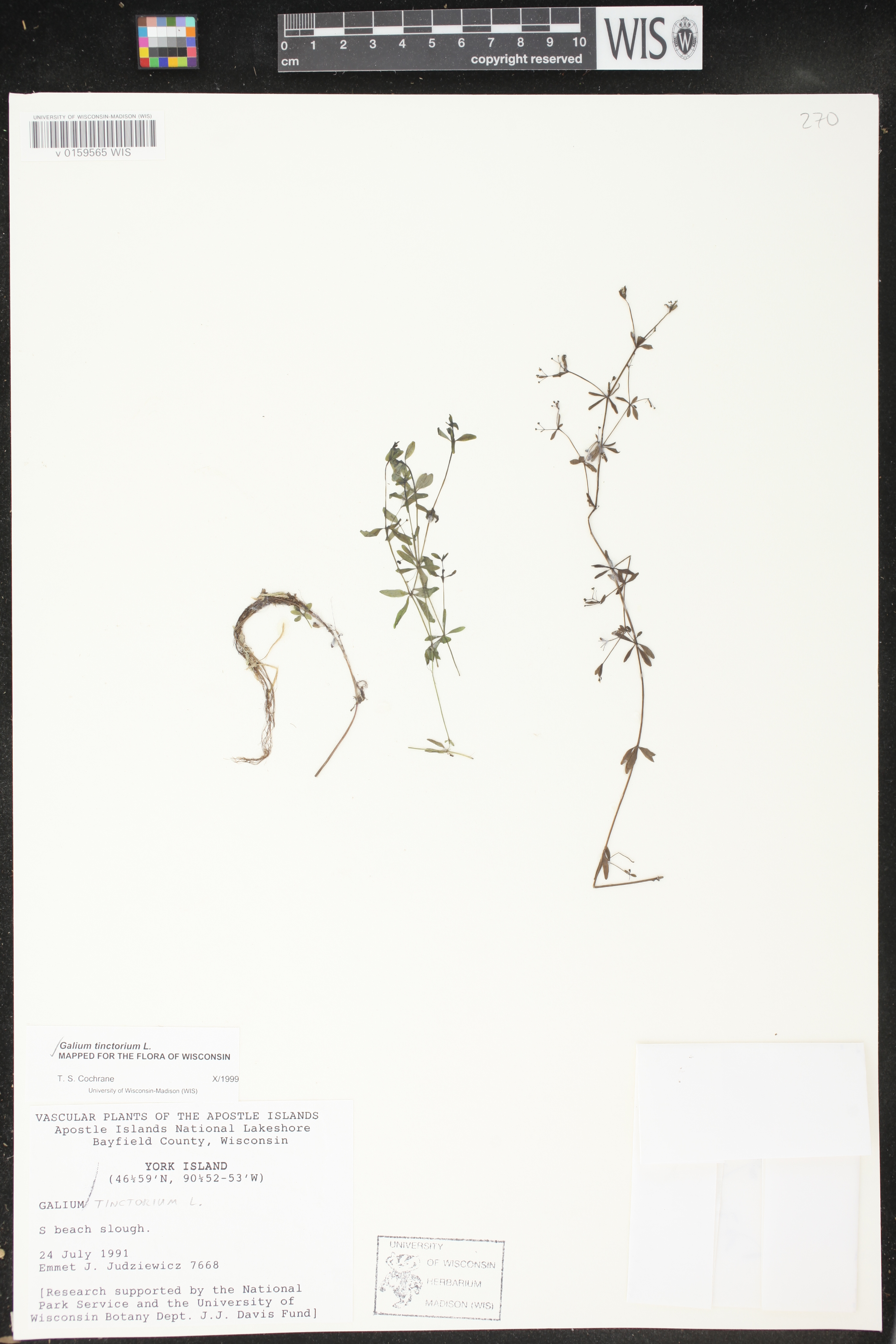 Galium tinctorium image