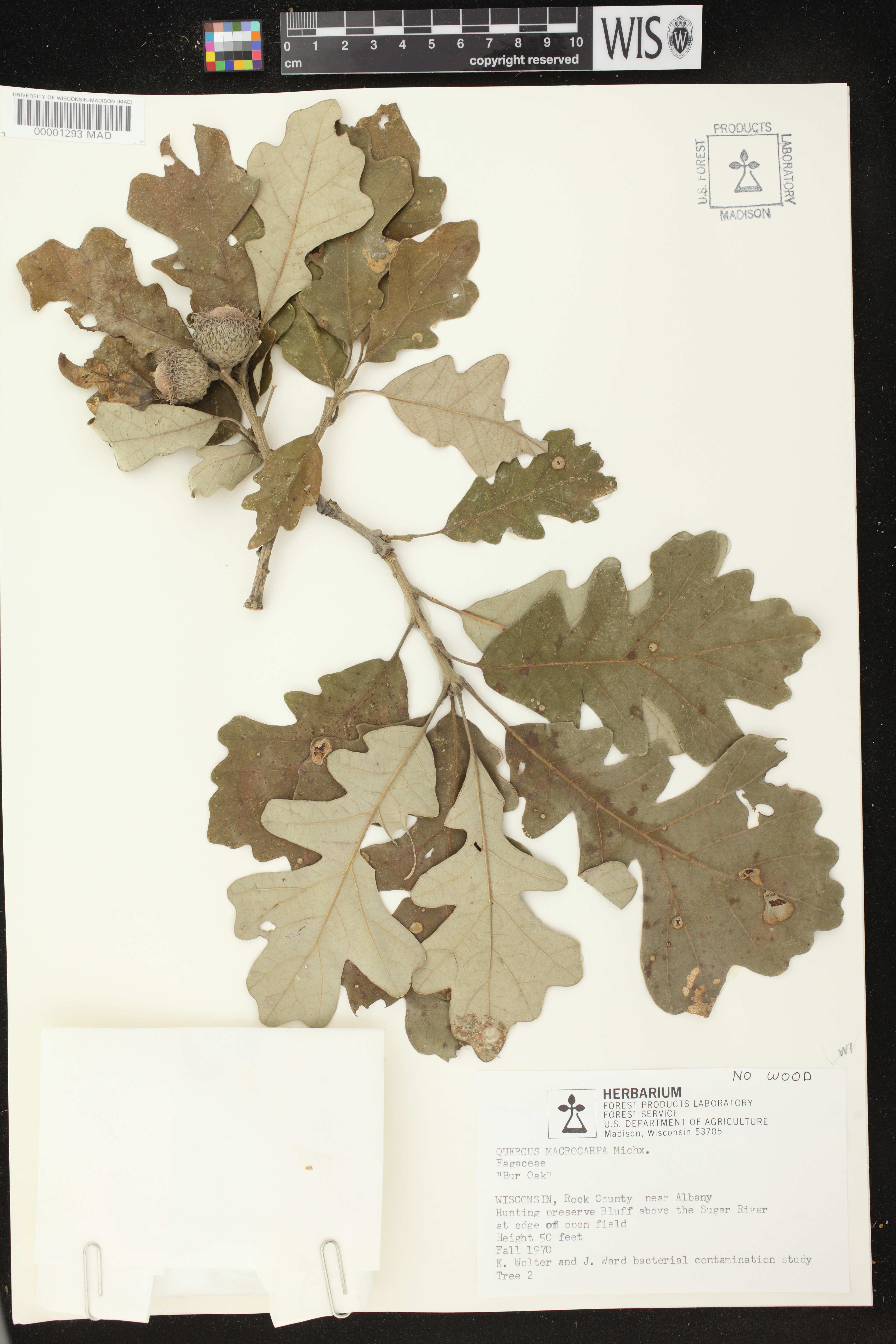 Quercus macrocarpa image