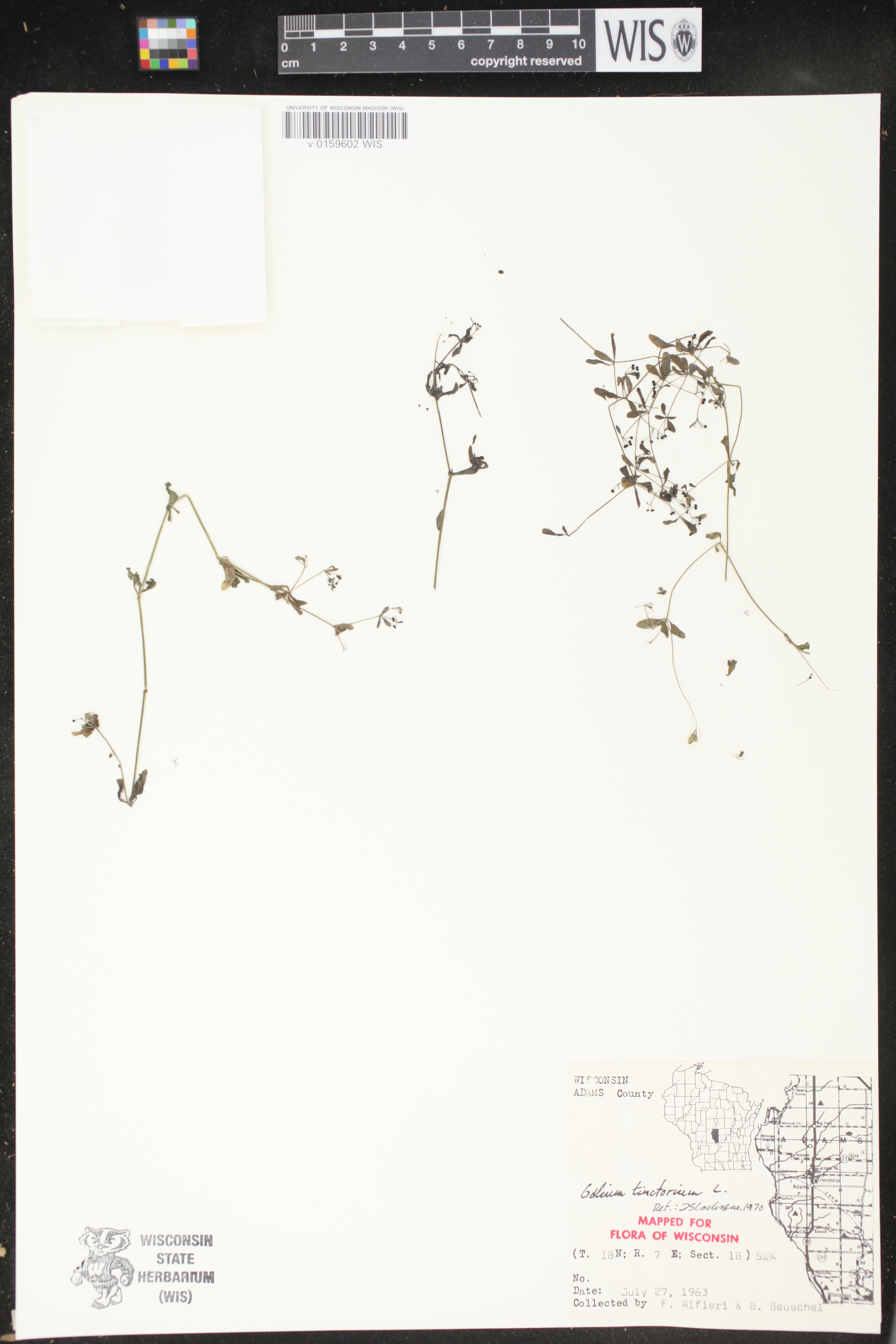 Galium tinctorium image