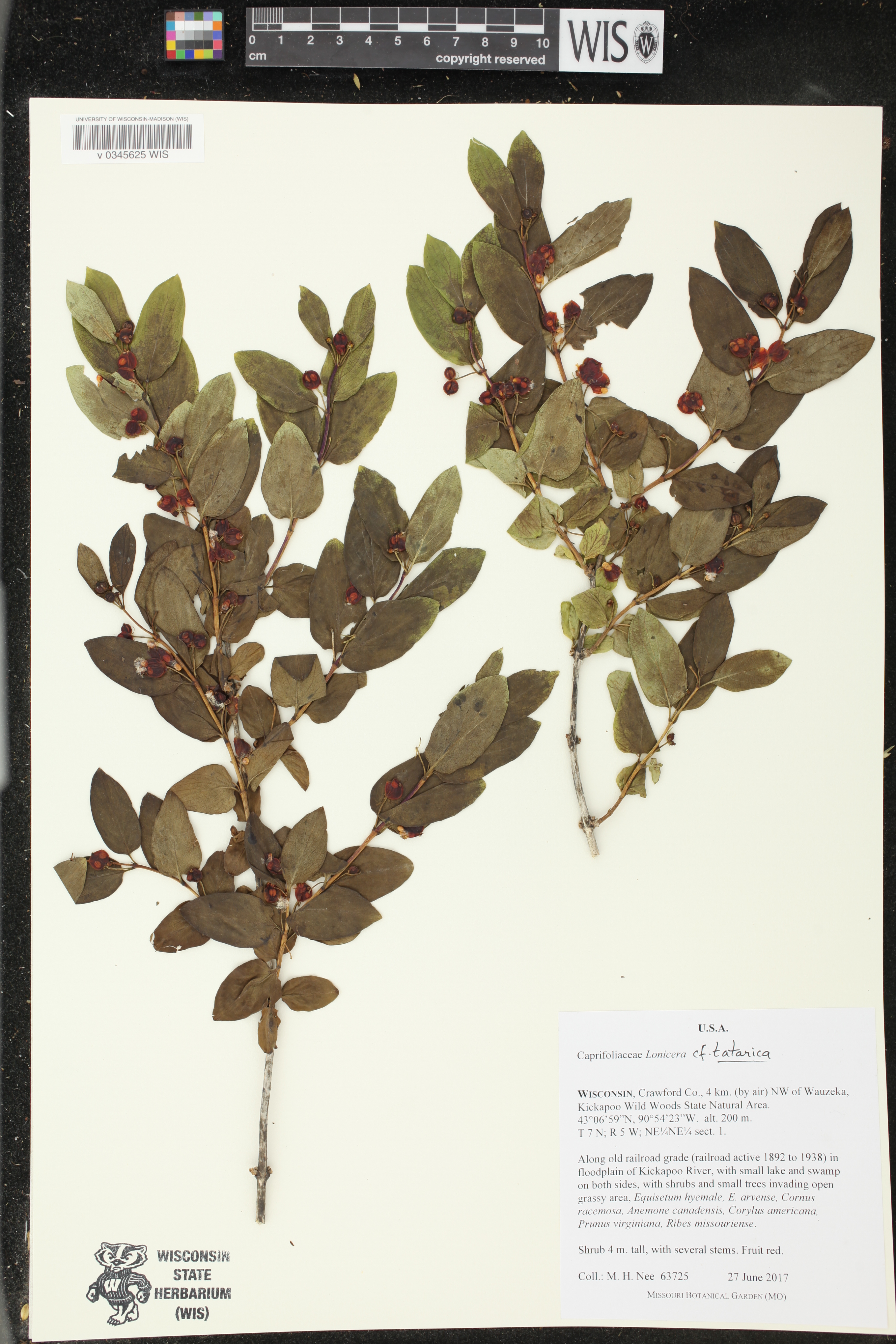 Lonicera tatarica image