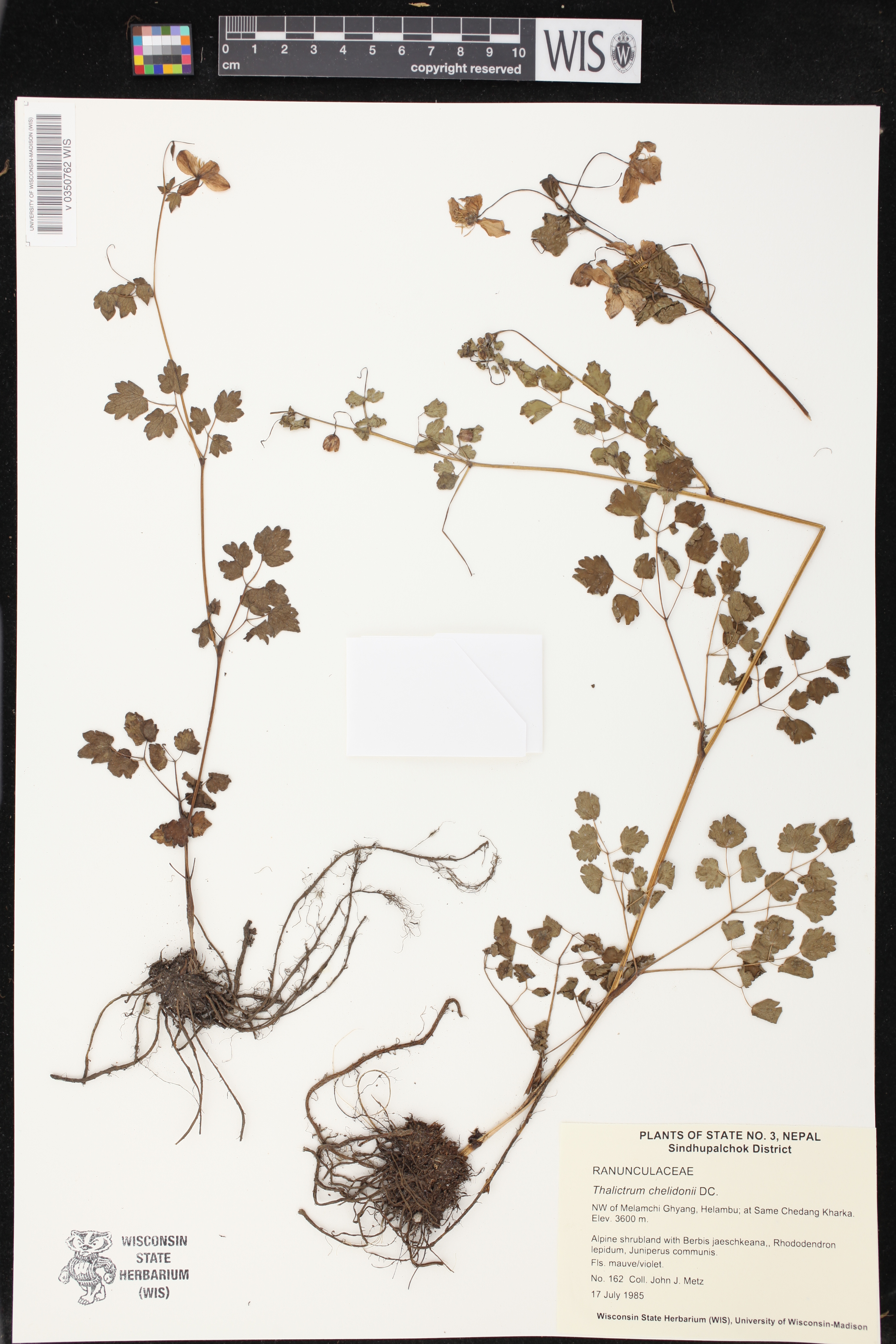 Thalictrum chelidonii image