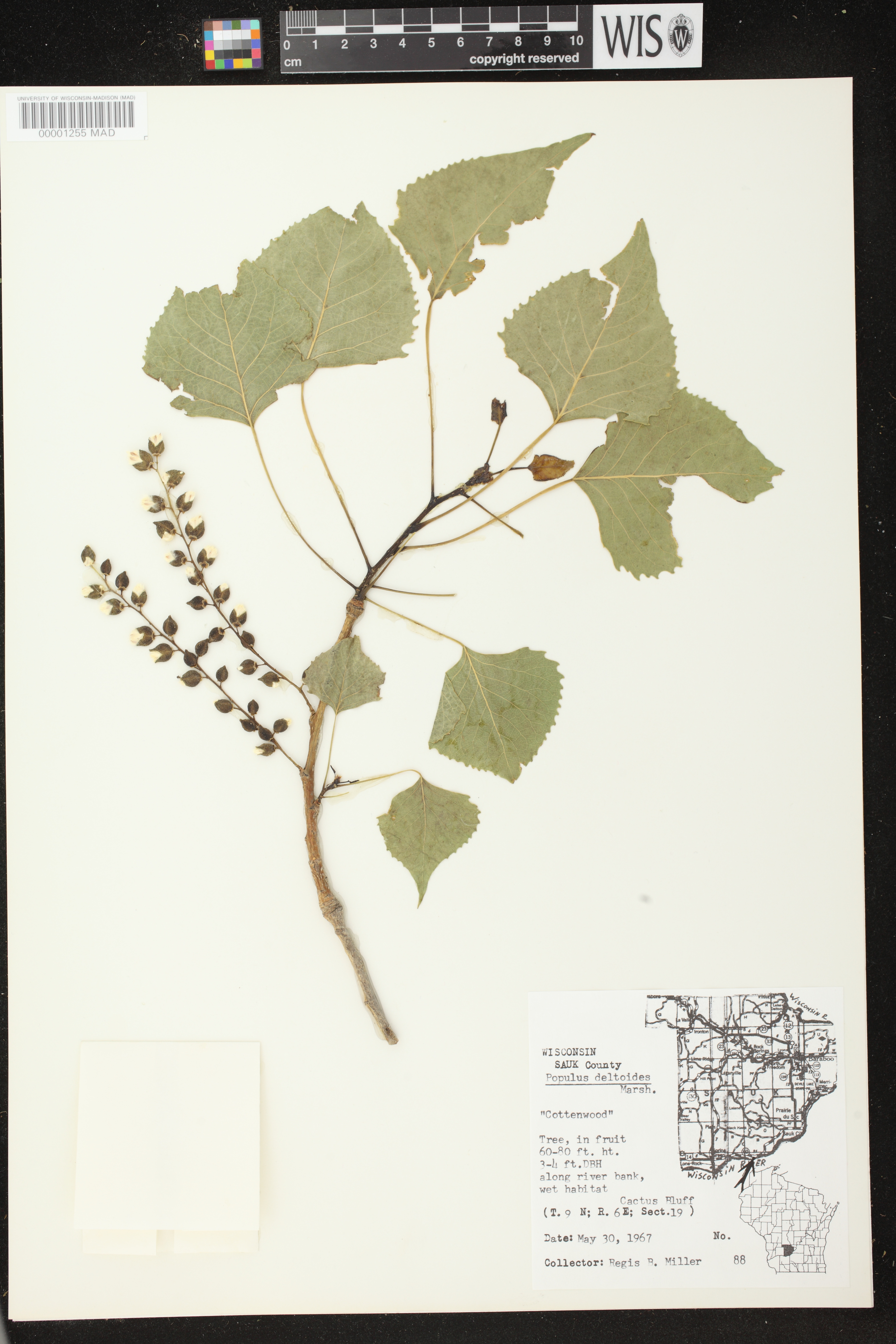 Populus deltoides image