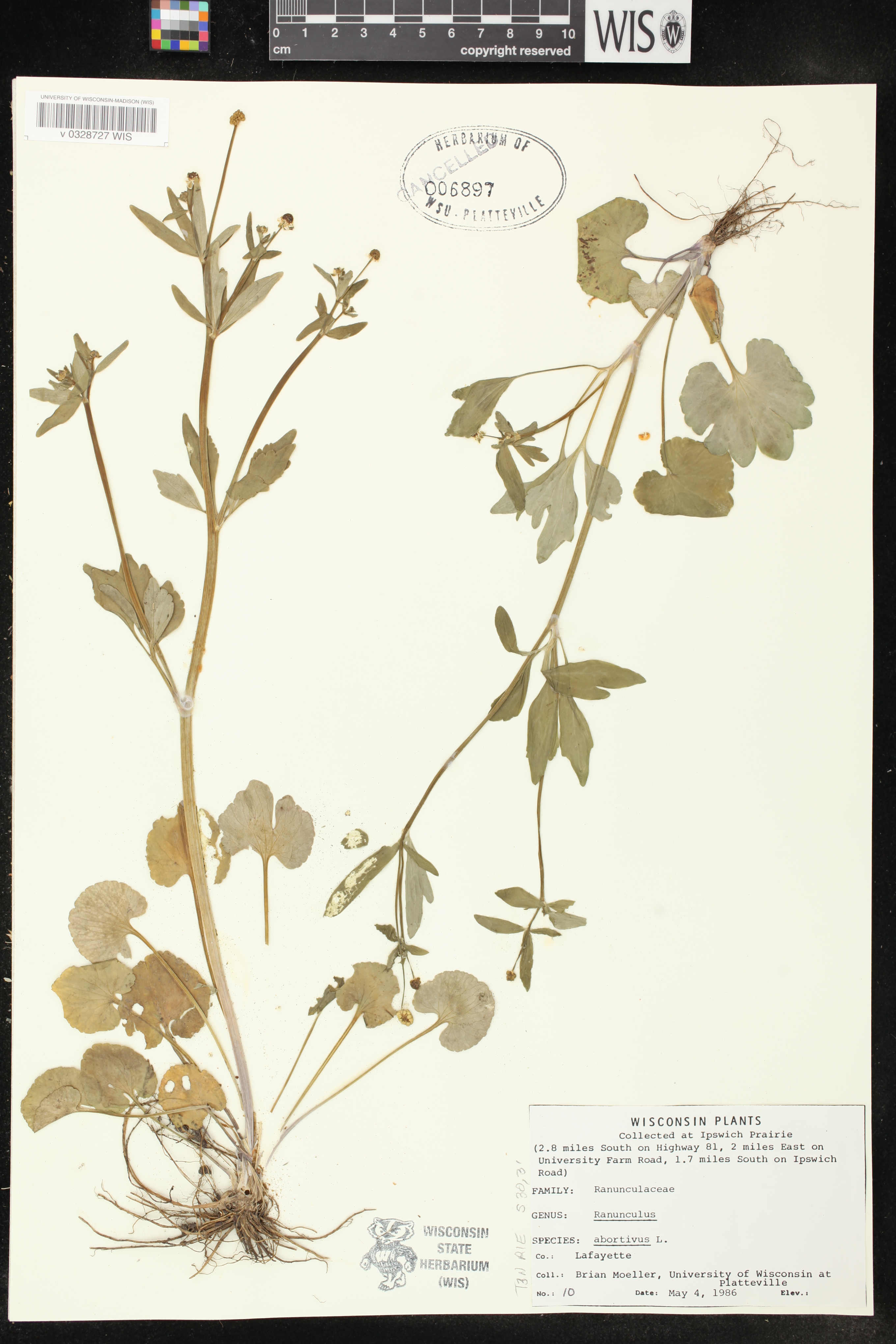 Ranunculus abortivus image