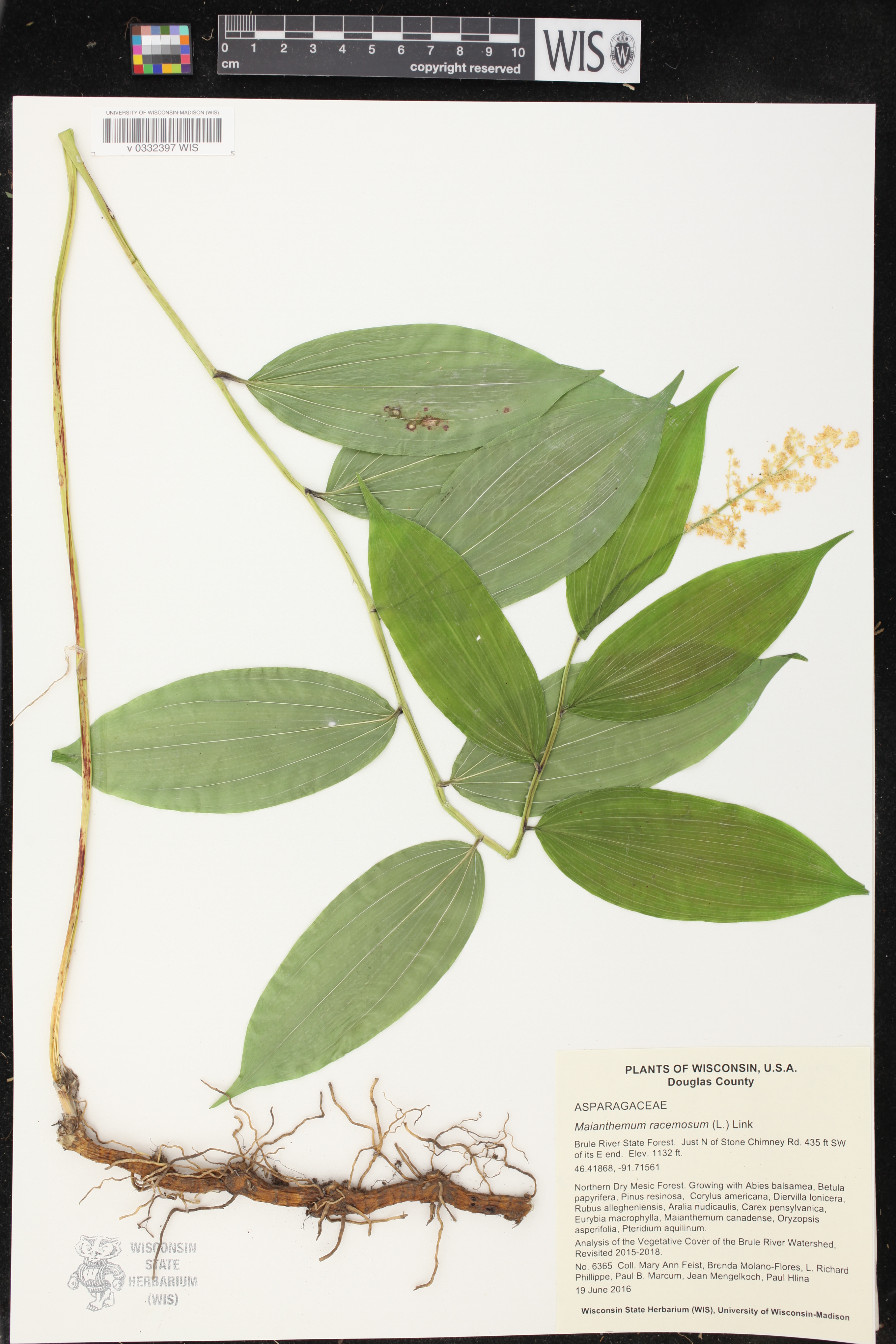 Maianthemum racemosum image