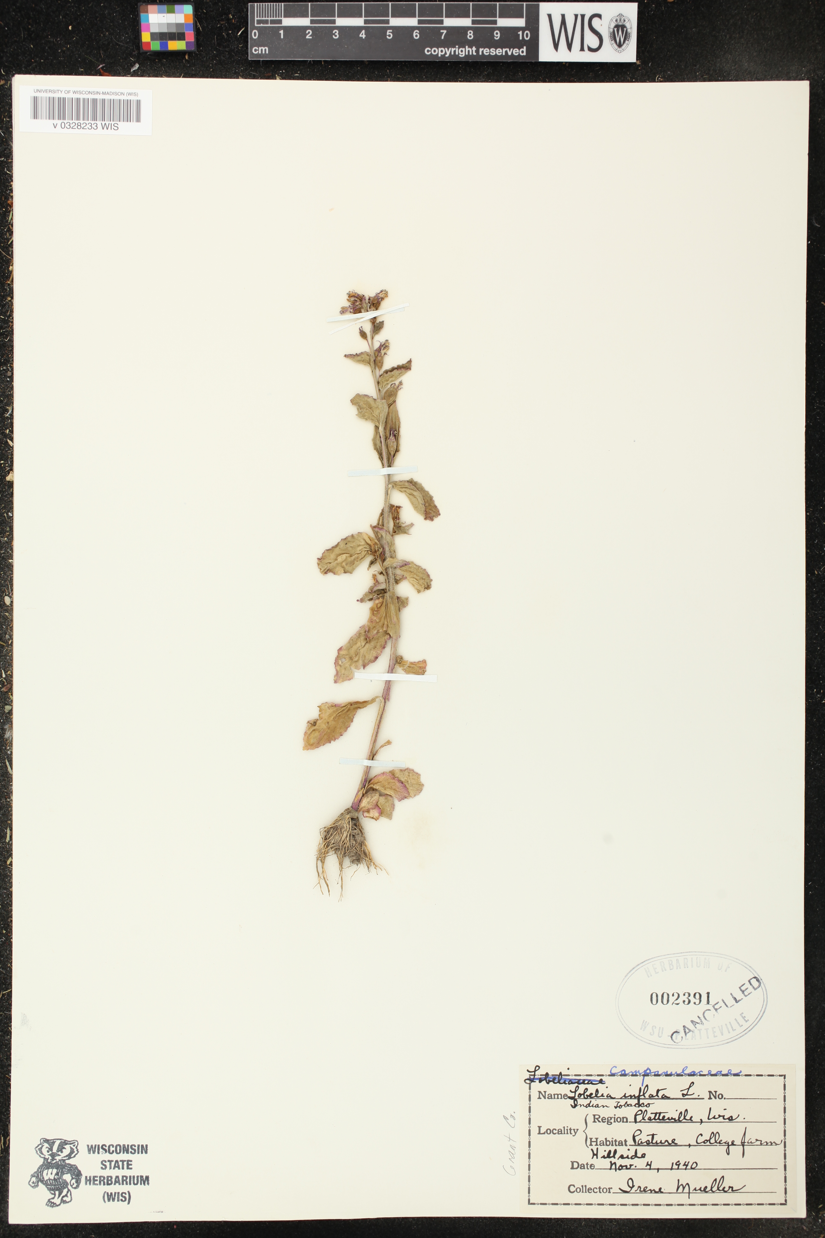 Lobelia inflata image