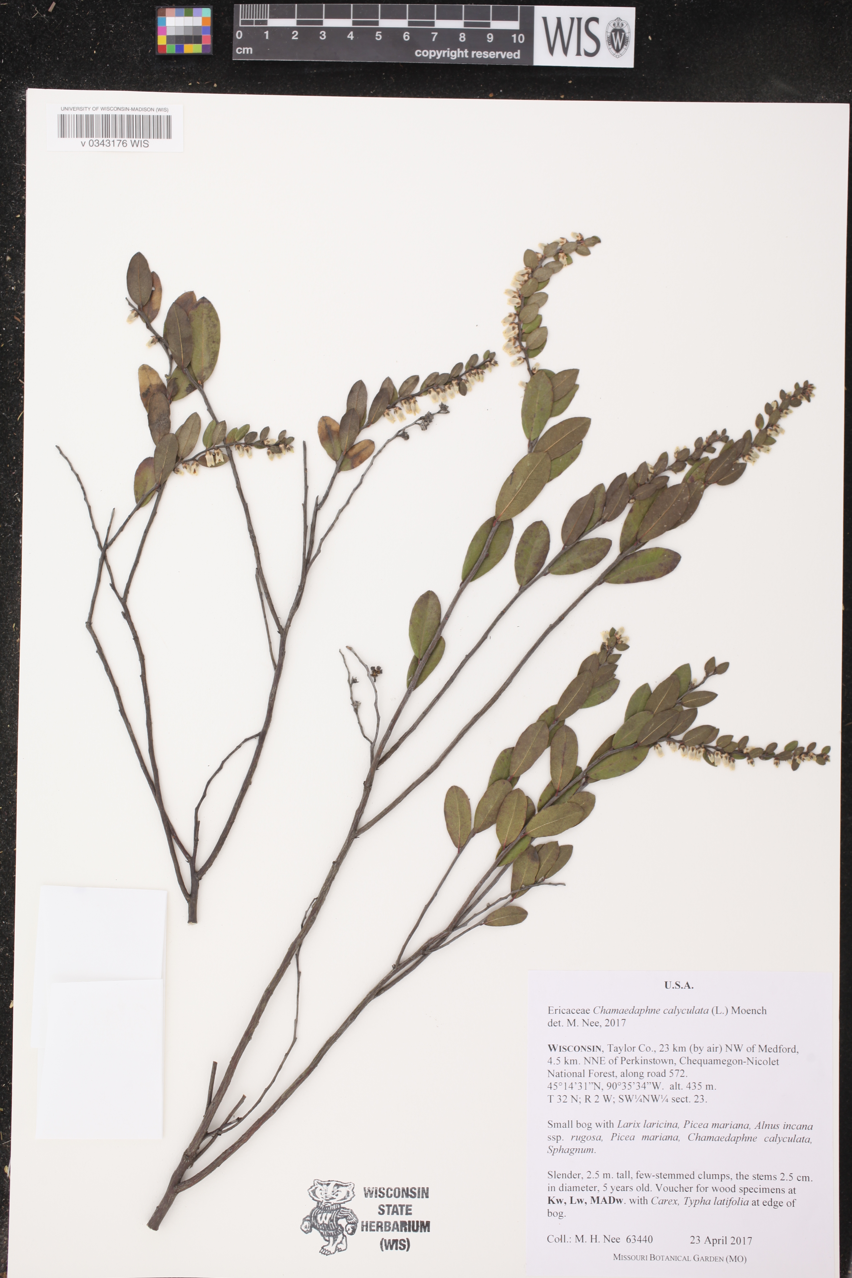 Chamaedaphne calyculata image