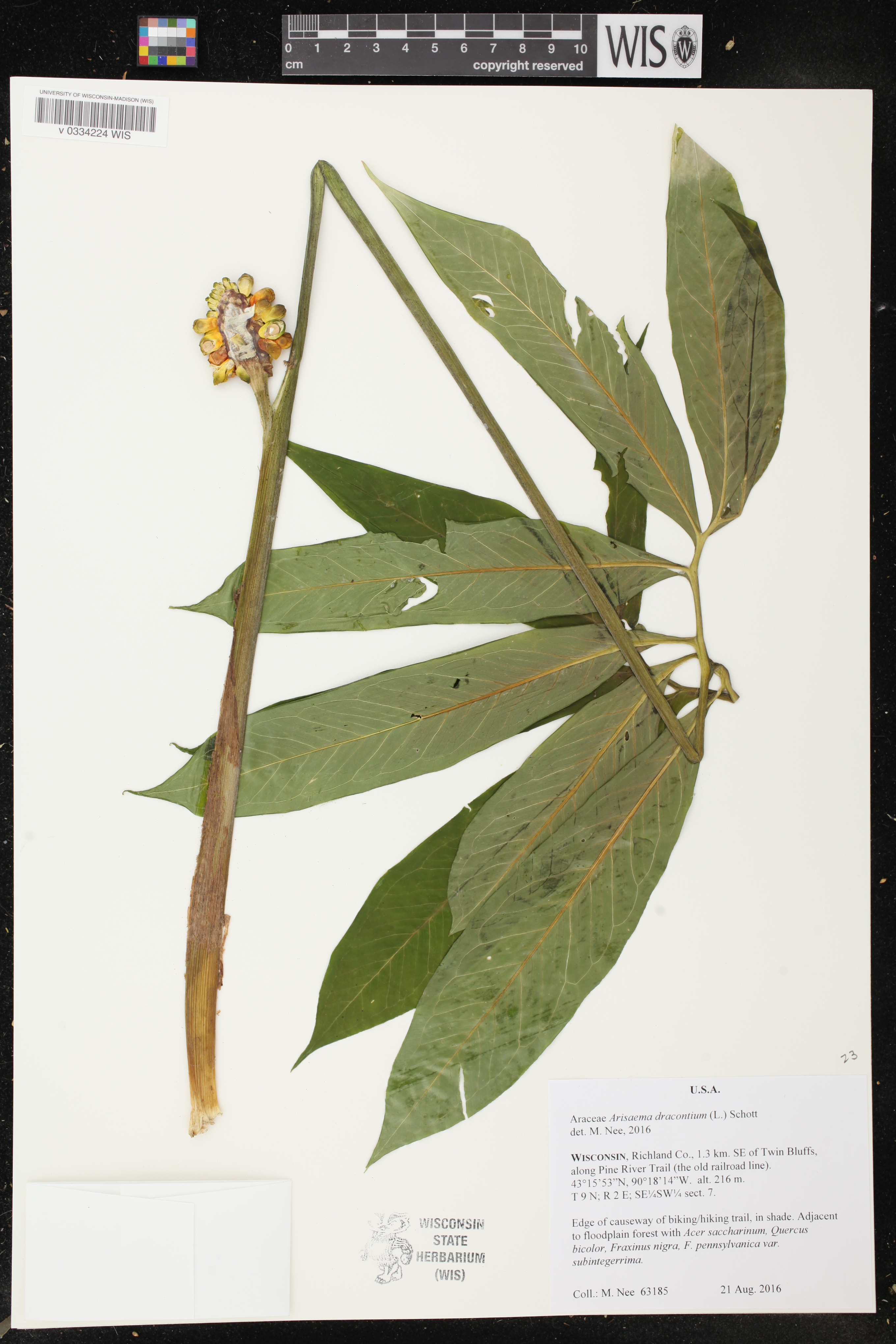 Arisaema dracontium image