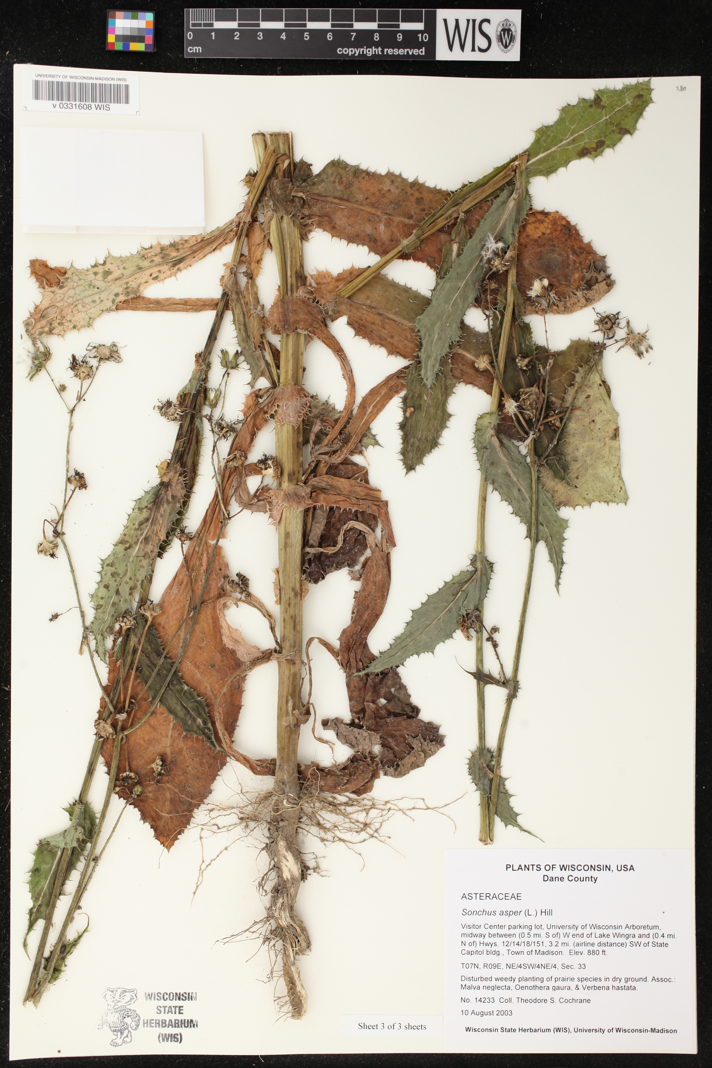 Sonchus asper image