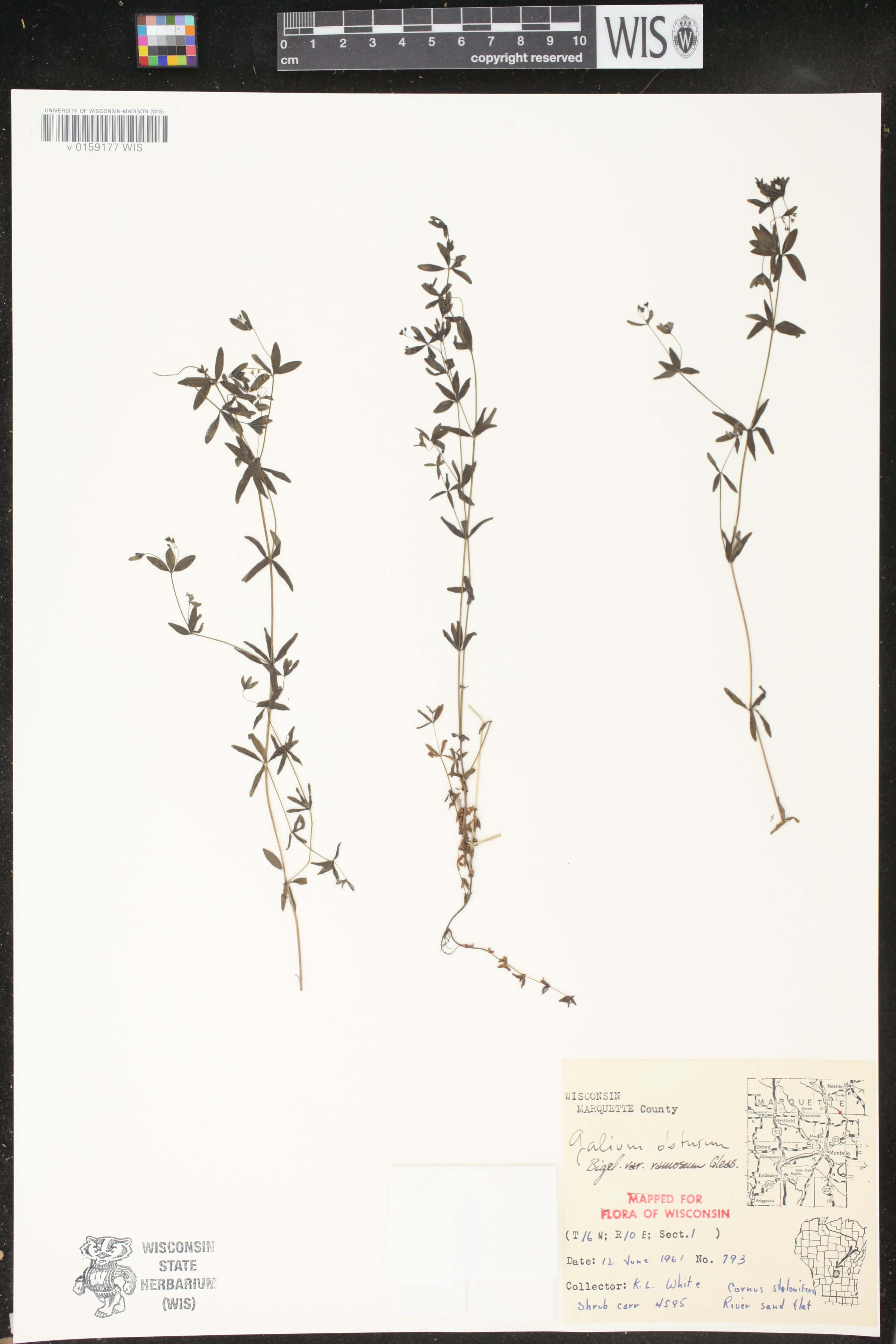 Galium obtusum subsp. obtusum image