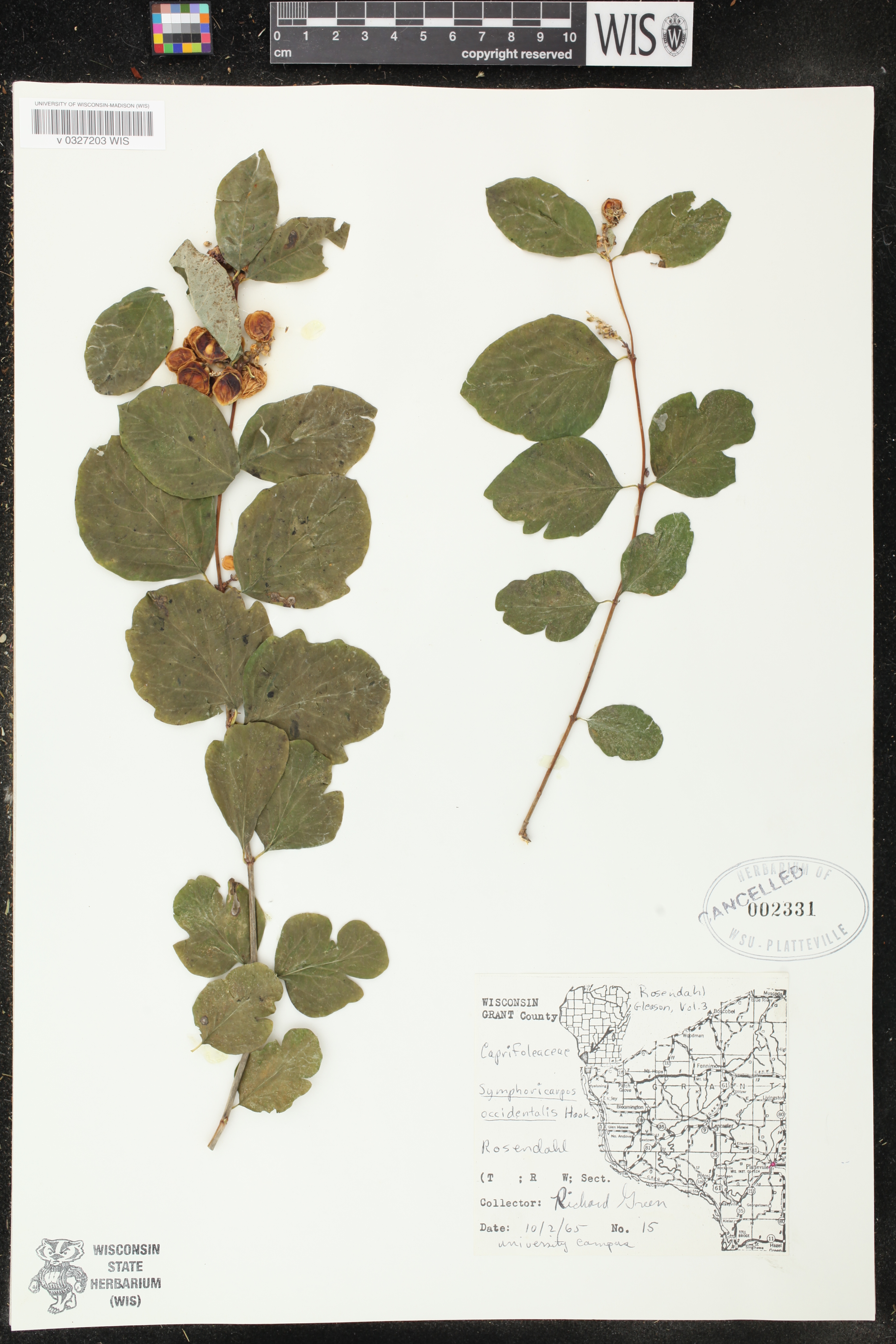 Symphoricarpos occidentalis image