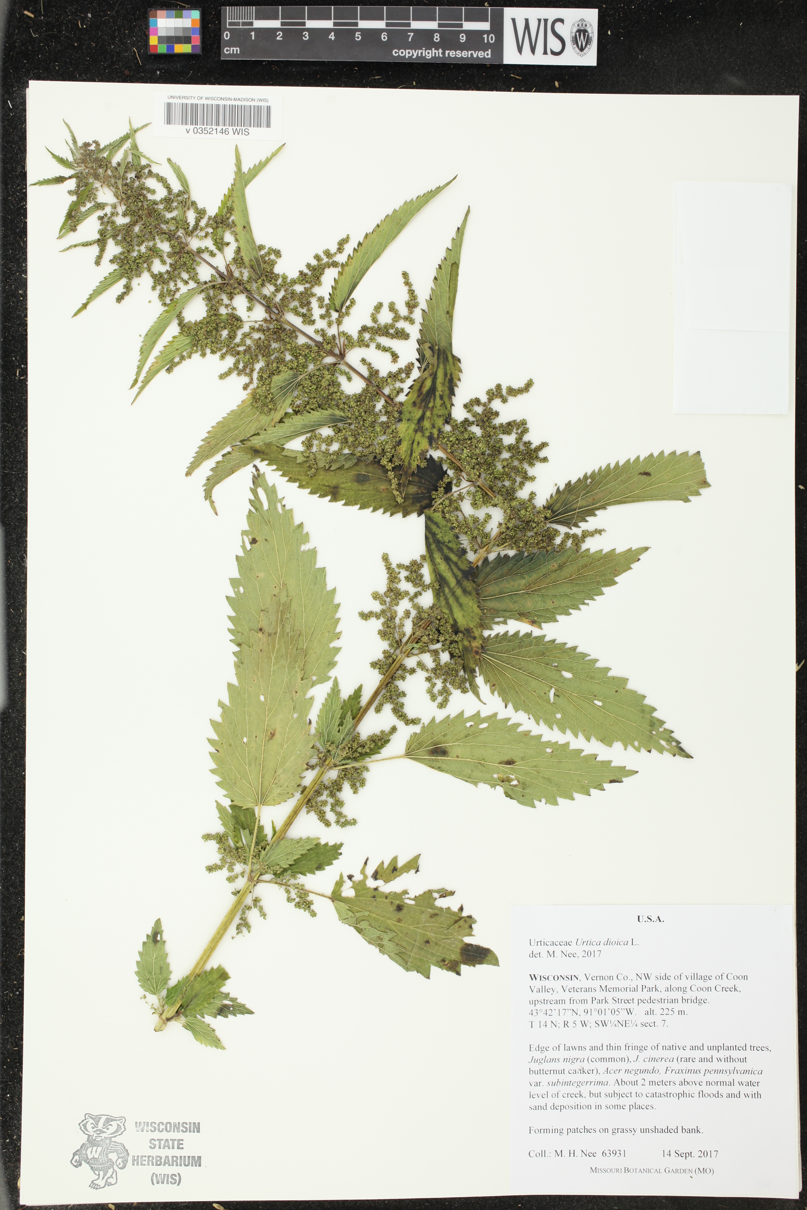 Urtica dioica image