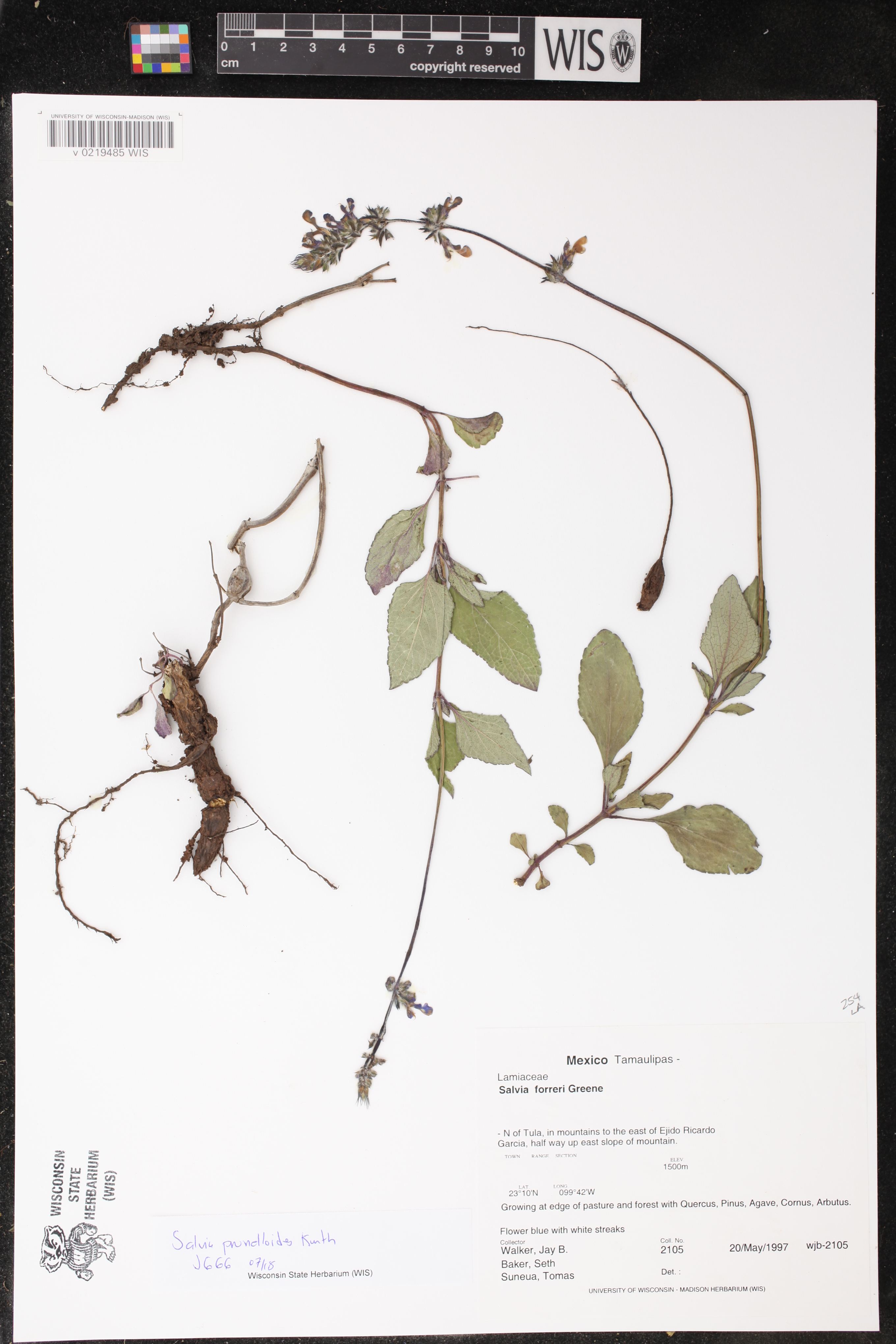 Salvia prunelloides image