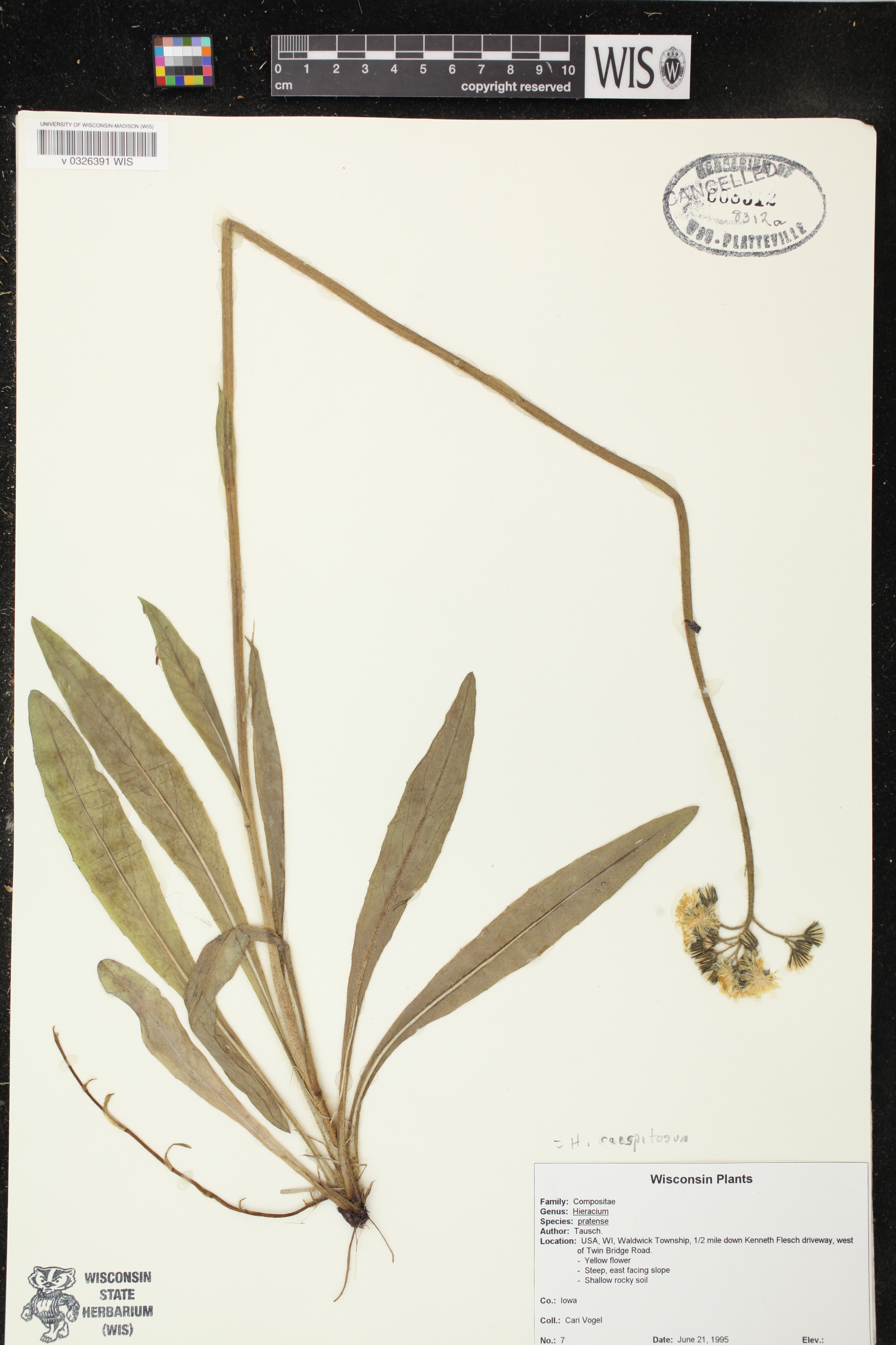 Hieracium caespitosum image