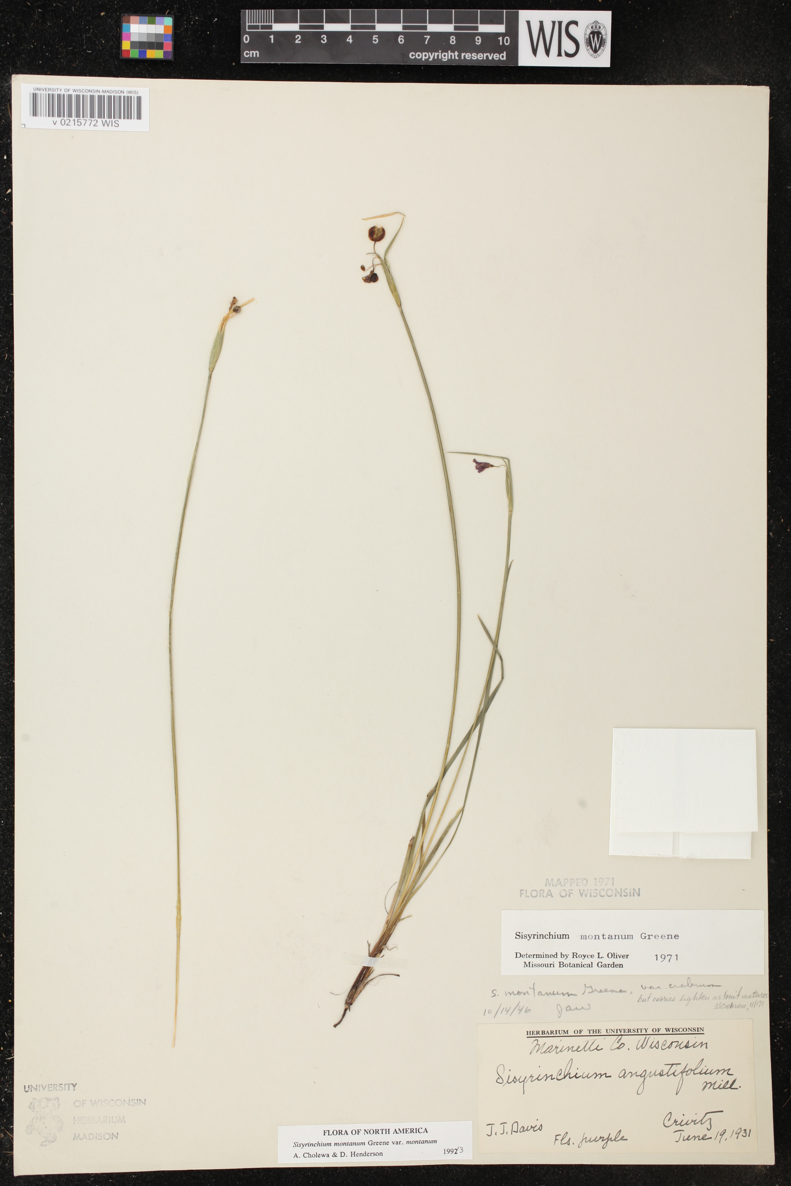 Sisyrinchium montanum image