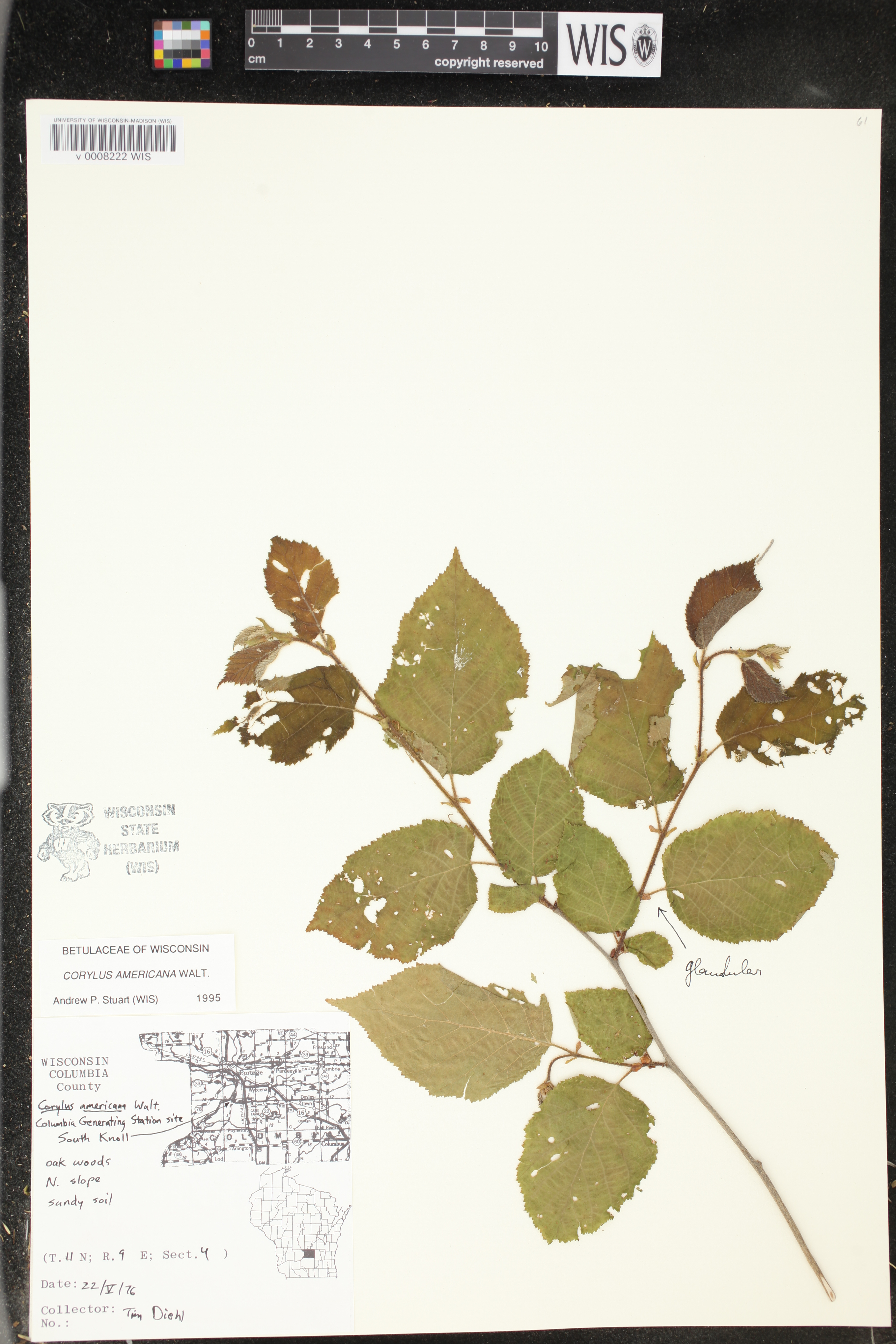 Corylus americana image