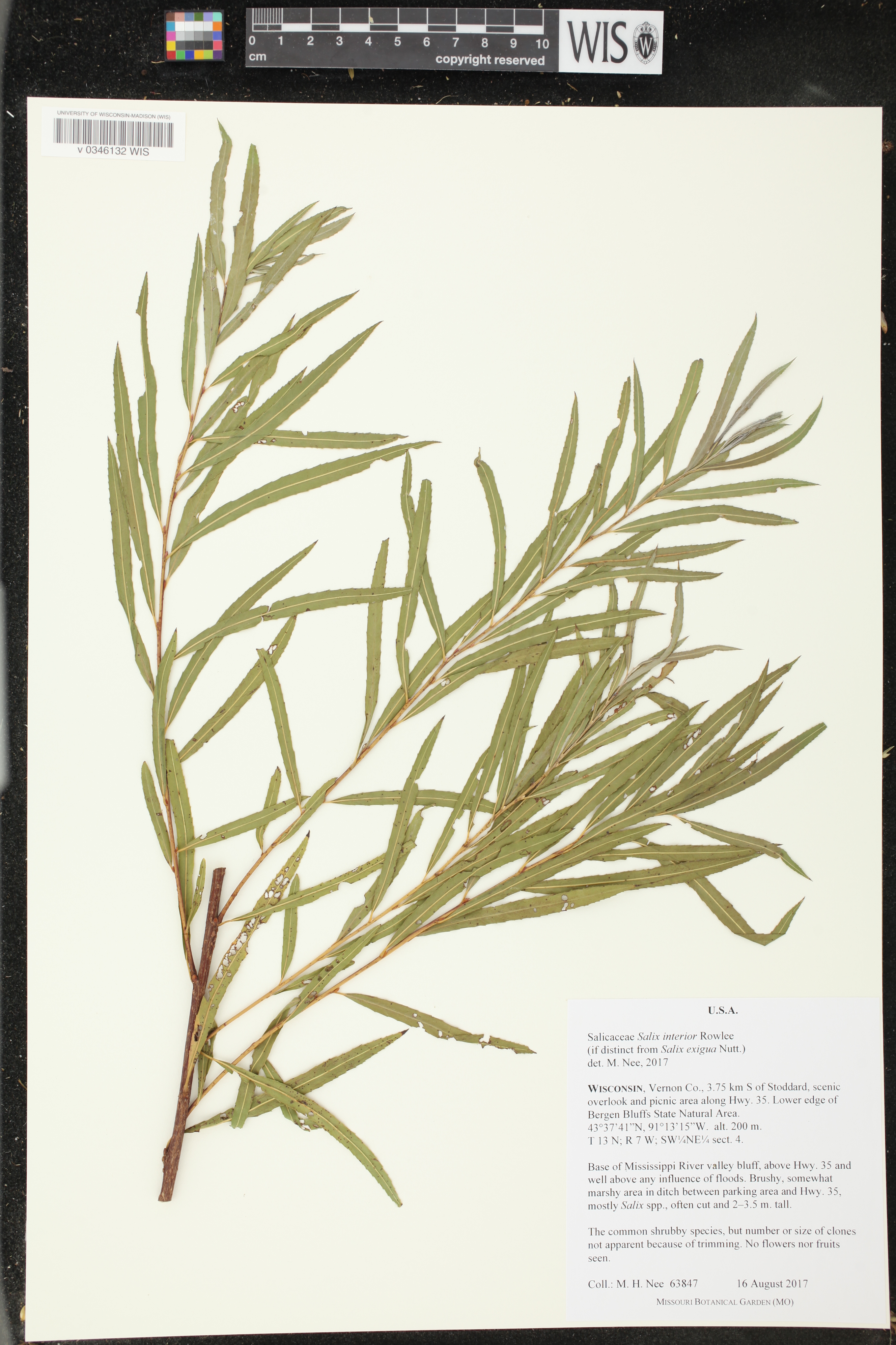 Salix interior image