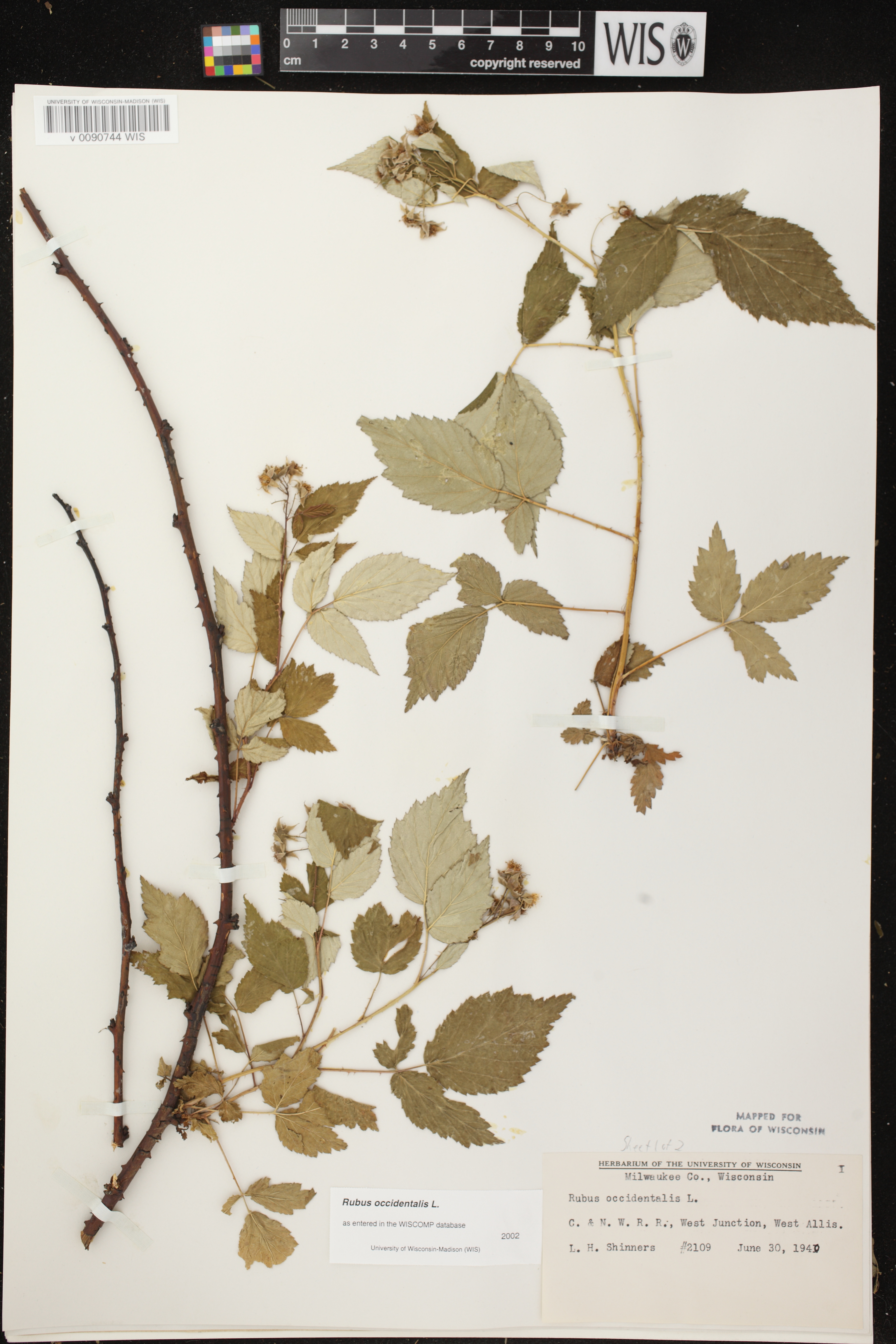 Rubus occidentalis image