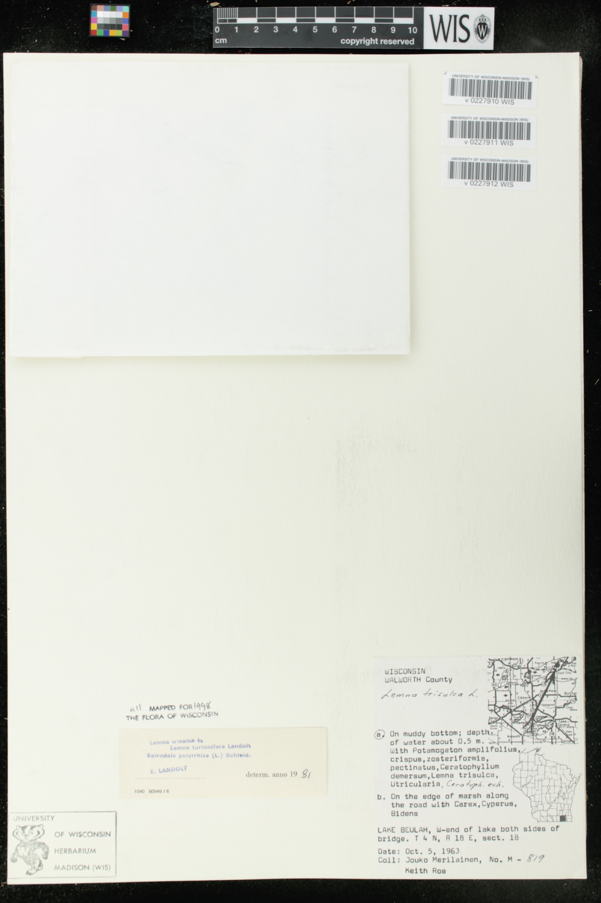 Lemna trisulca image