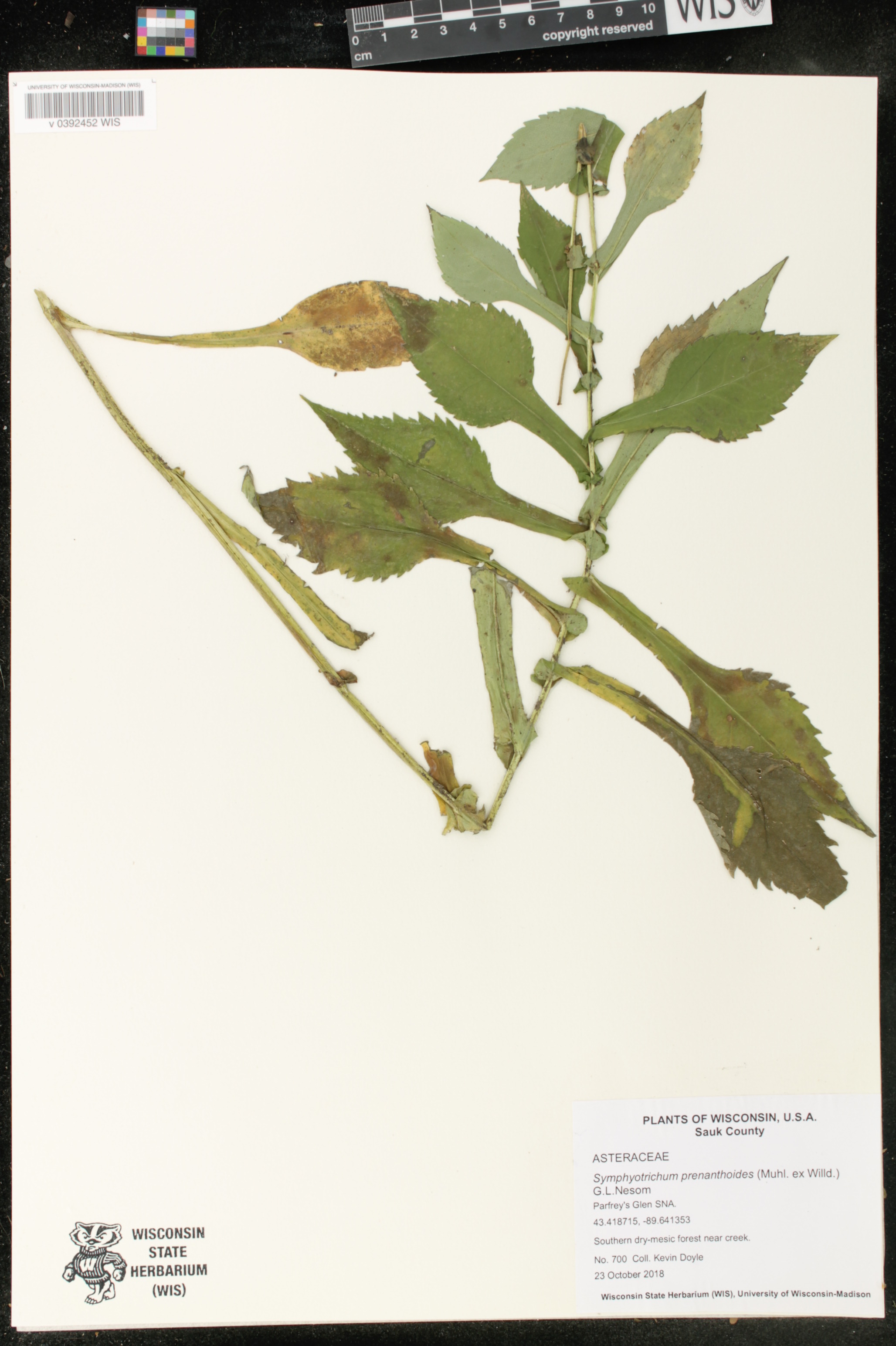 Symphyotrichum prenanthoides image