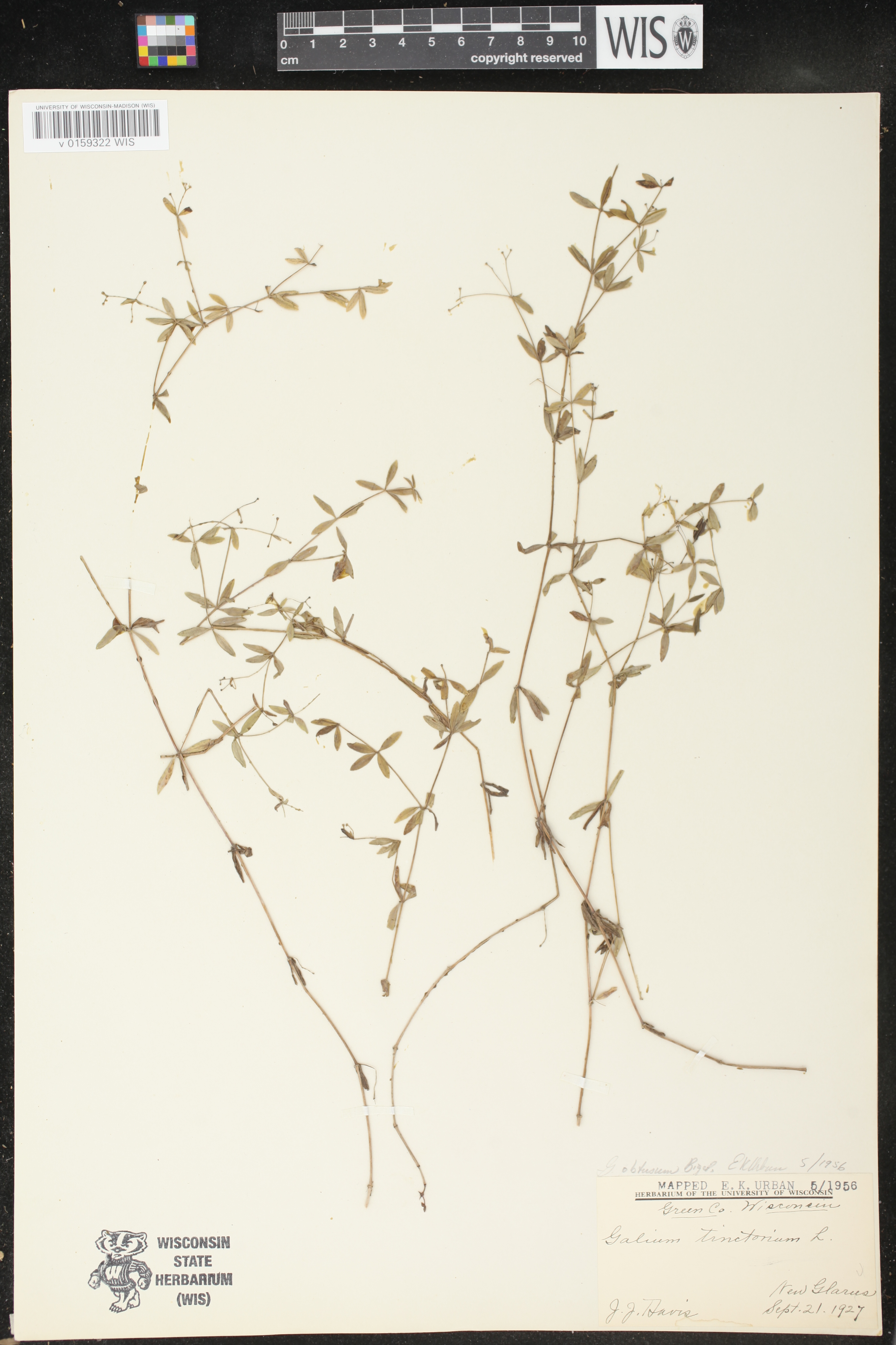 Galium obtusum subsp. obtusum image