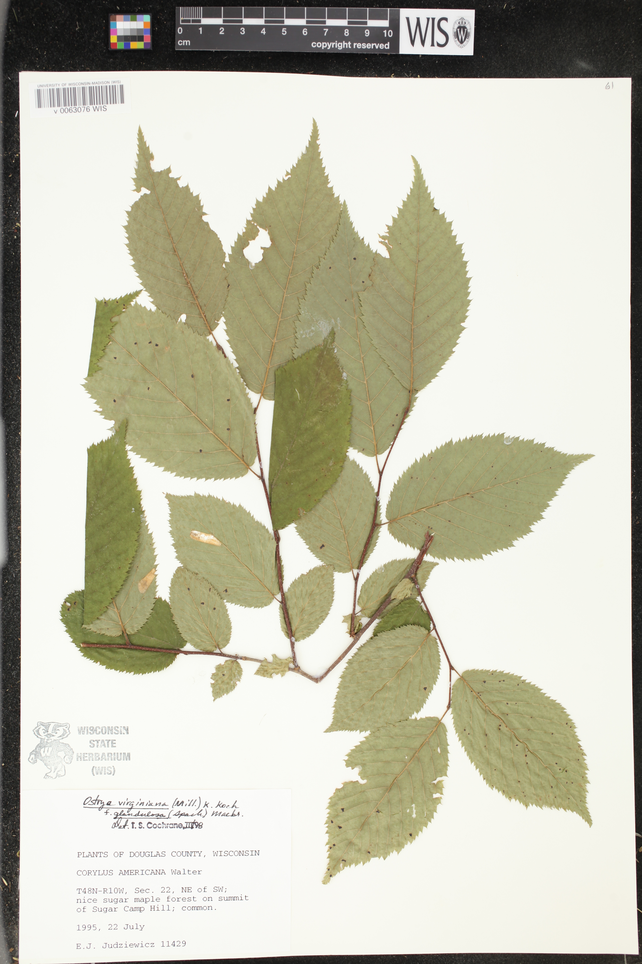 Ostrya virginiana image